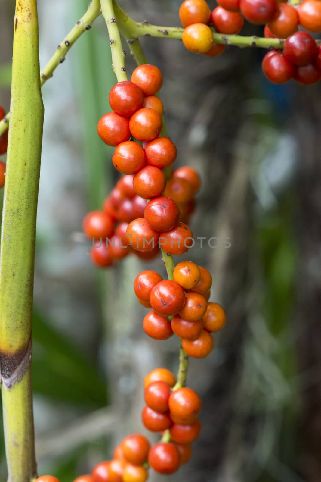 Red seed of Fan palm. (Scientific name: Licuala paludosa Griff.)
