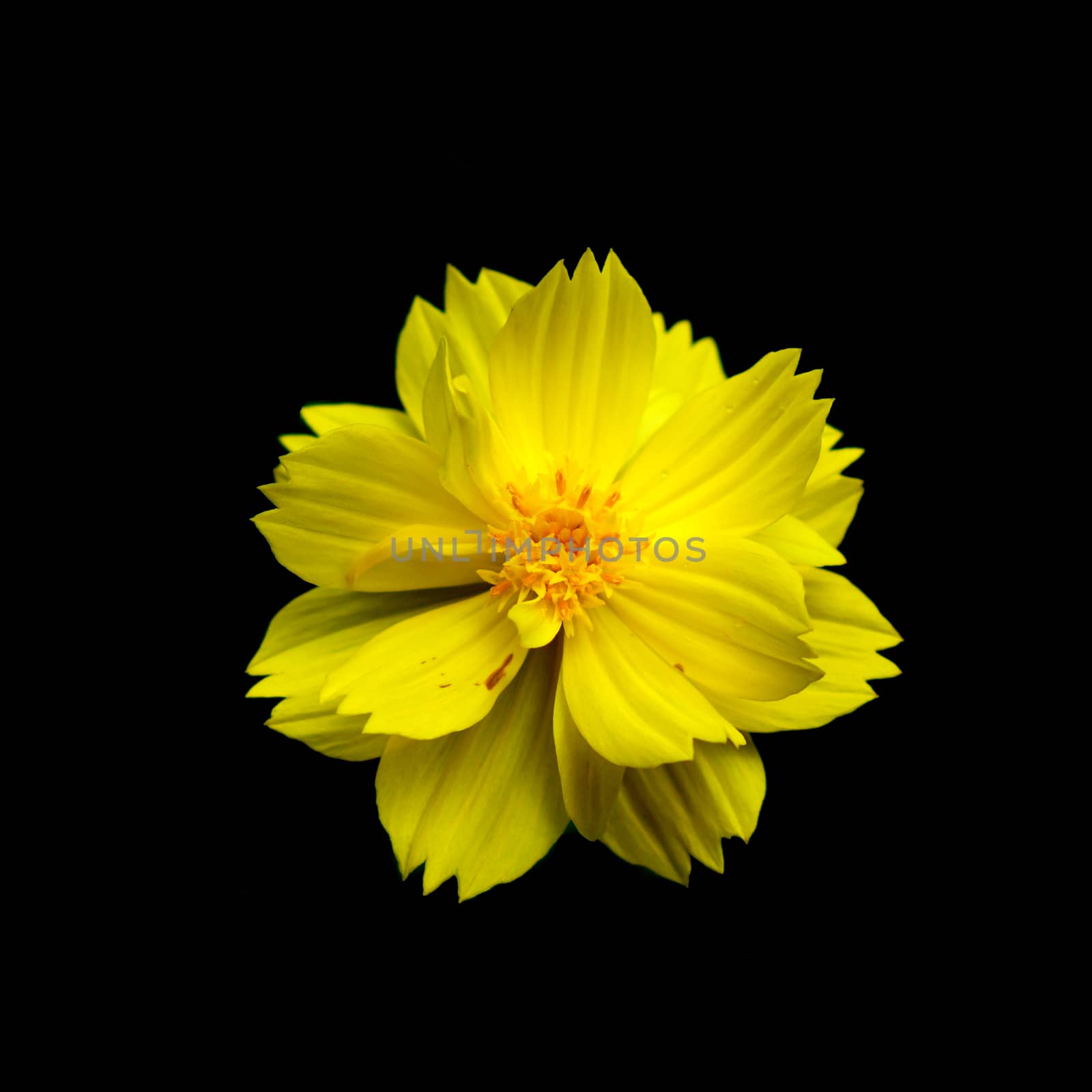 Yellow  cosmos flower isolated on black by Noppharat_th