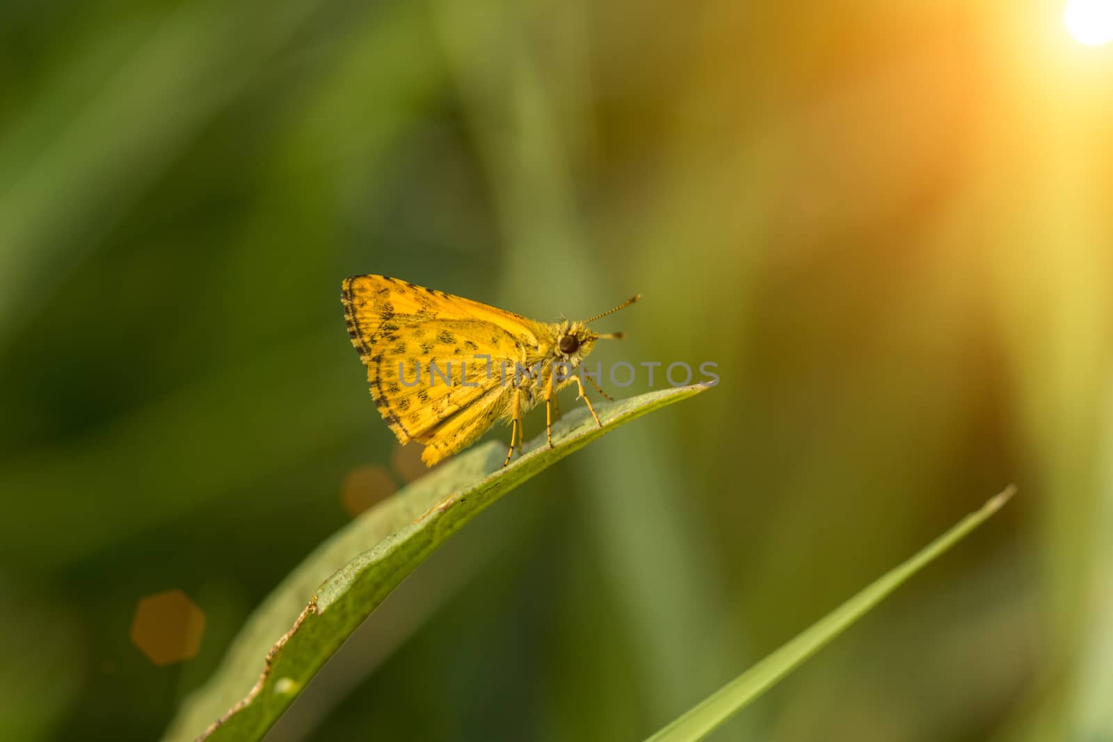 Orange butterfly name Confucion Dart (Potanthus confucius)