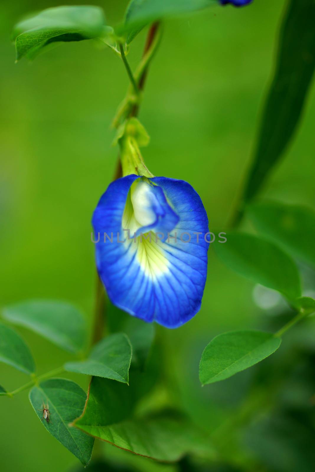 Blue flower of Asian pigeonwings (Clitoria ternatea L.) by Noppharat_th