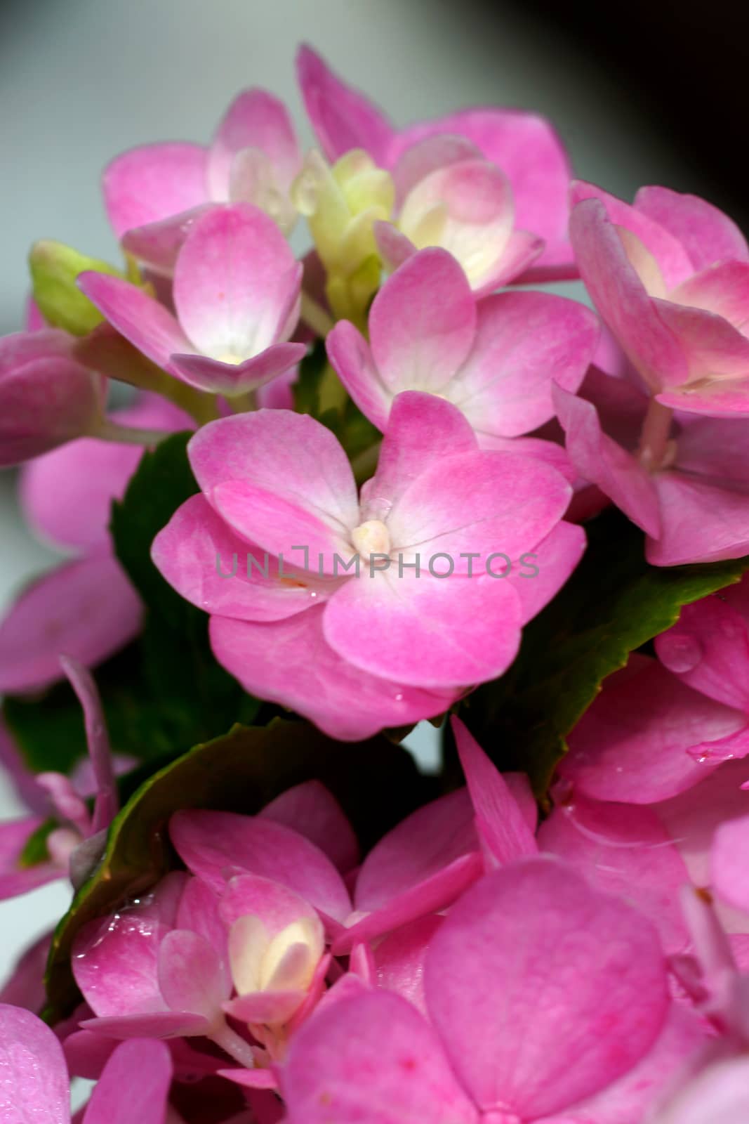 pink hydrangea flower close up by Noppharat_th