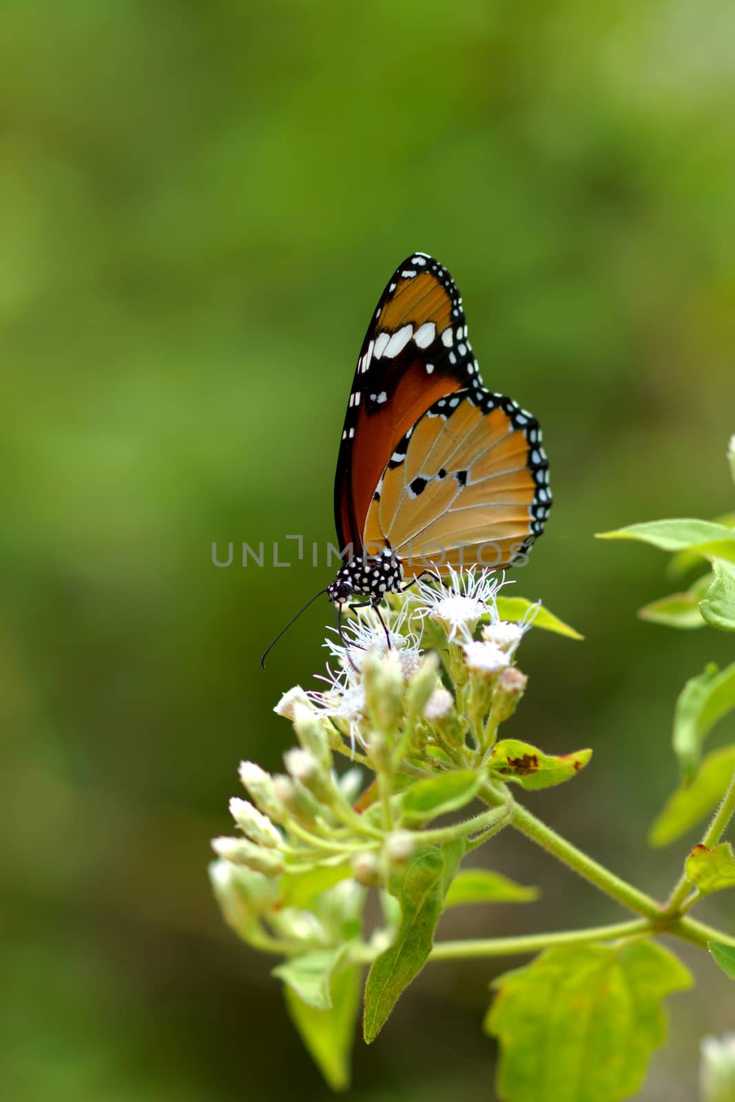 Orange butterfly on flower. (Cethosia cyane) by Noppharat_th