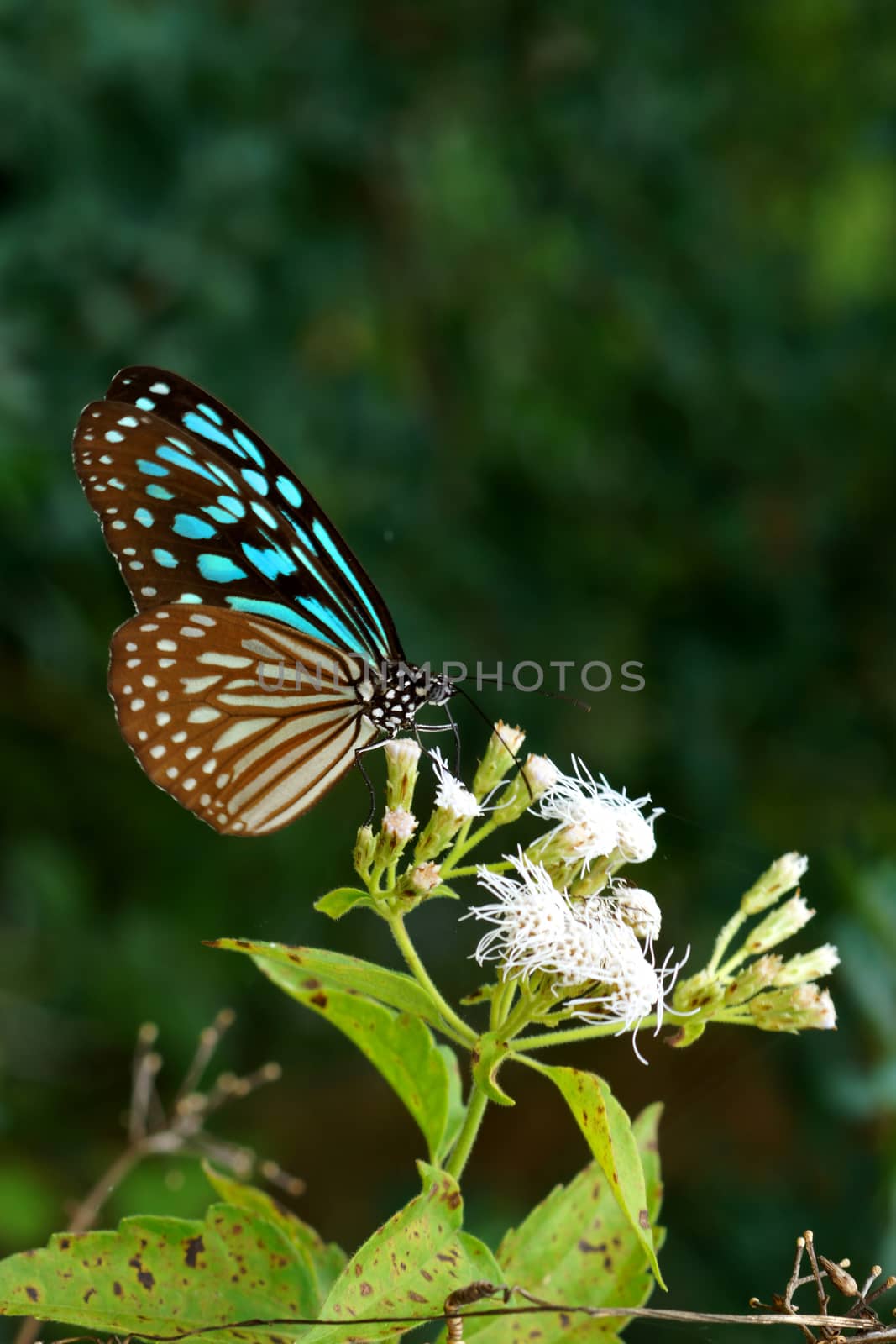 Blue glassy tiger butterfly on flower. by Noppharat_th