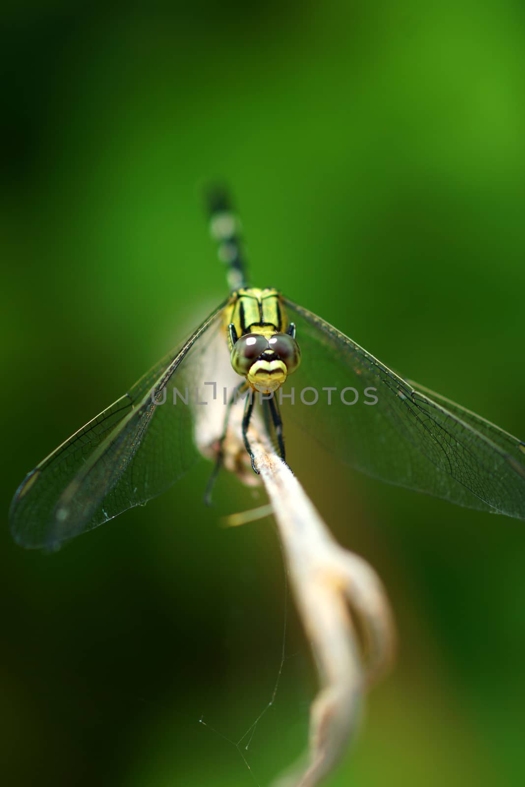 Close-up of a green dragonfly by Noppharat_th