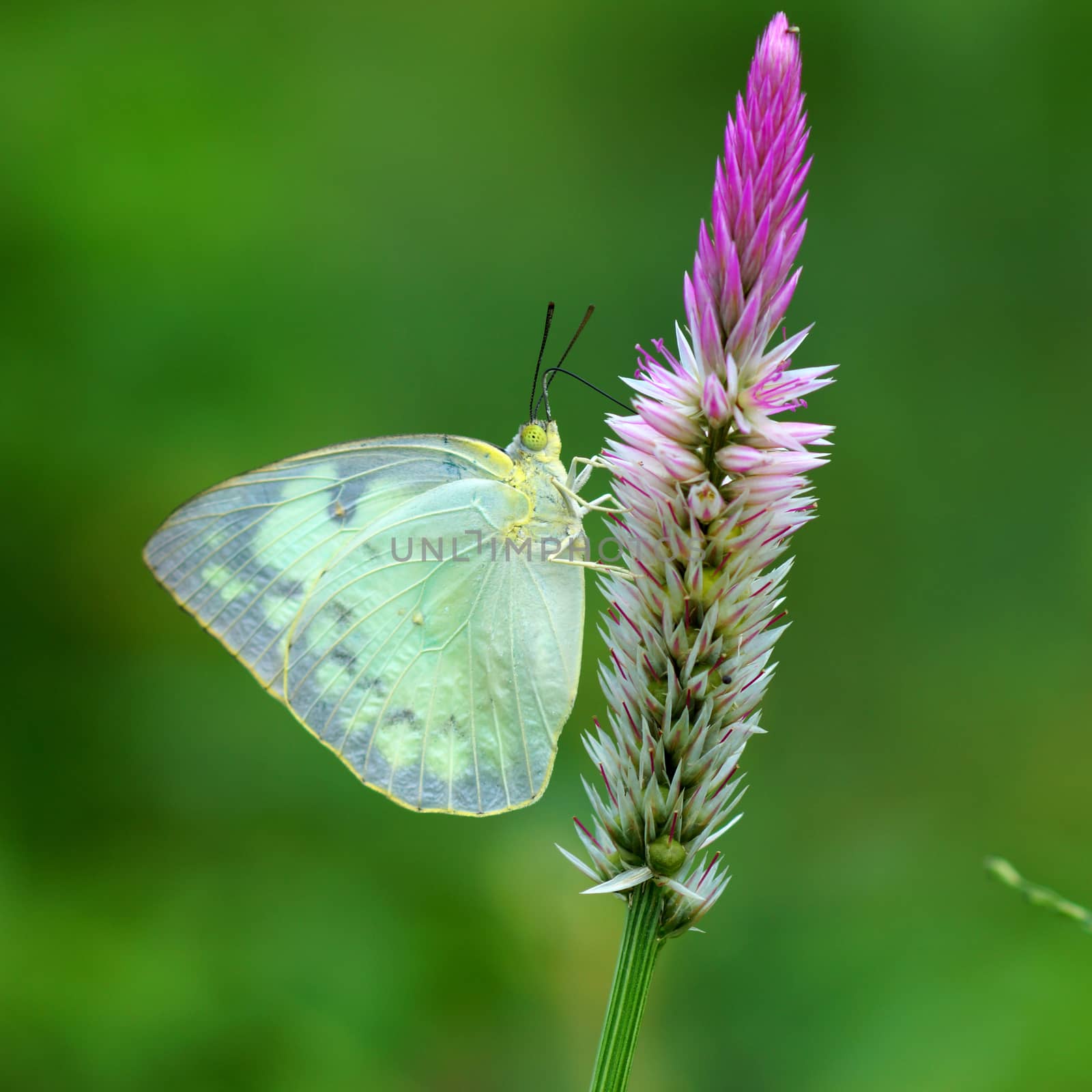 Butterfly on a flower.