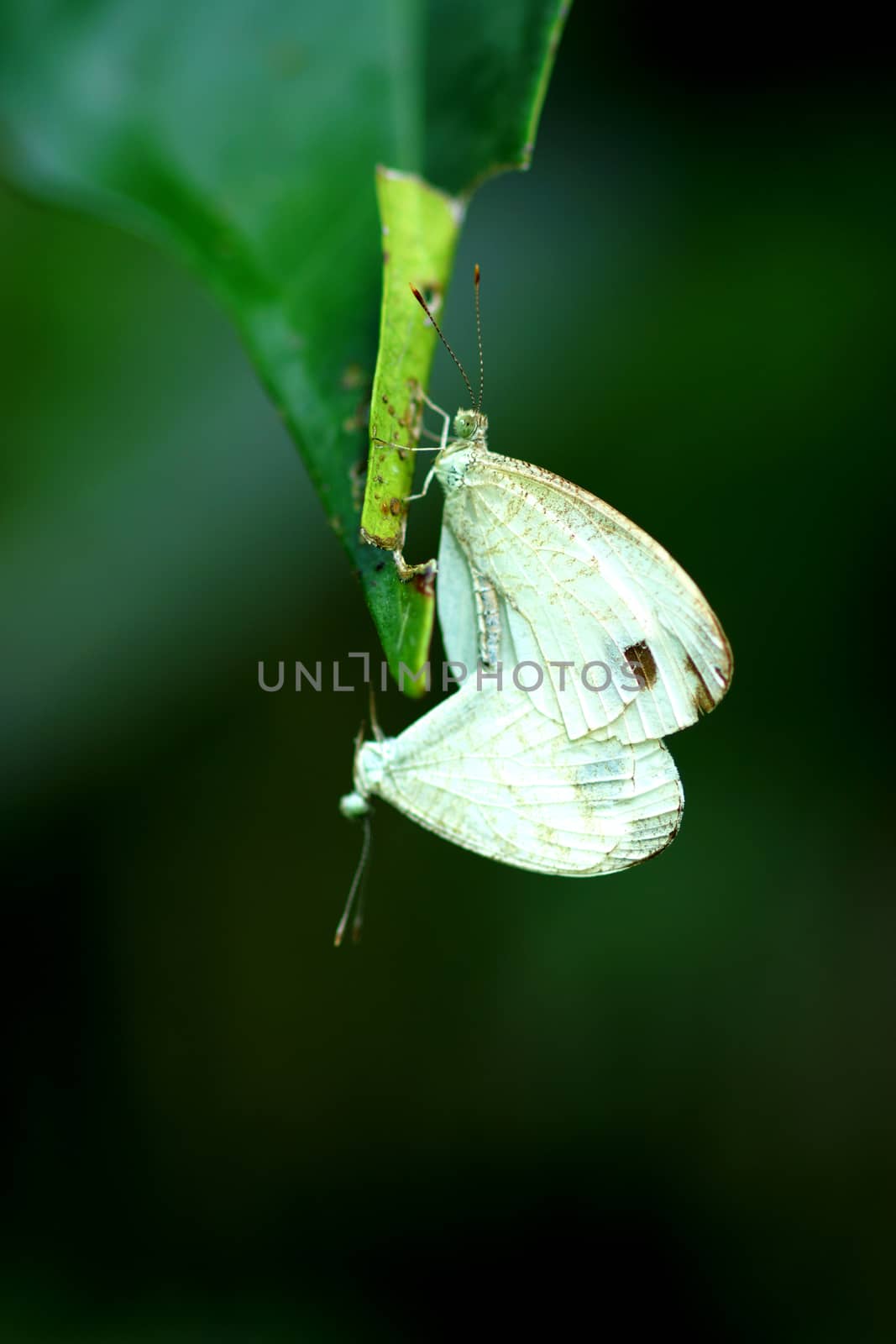 Butterfly mating by Noppharat_th