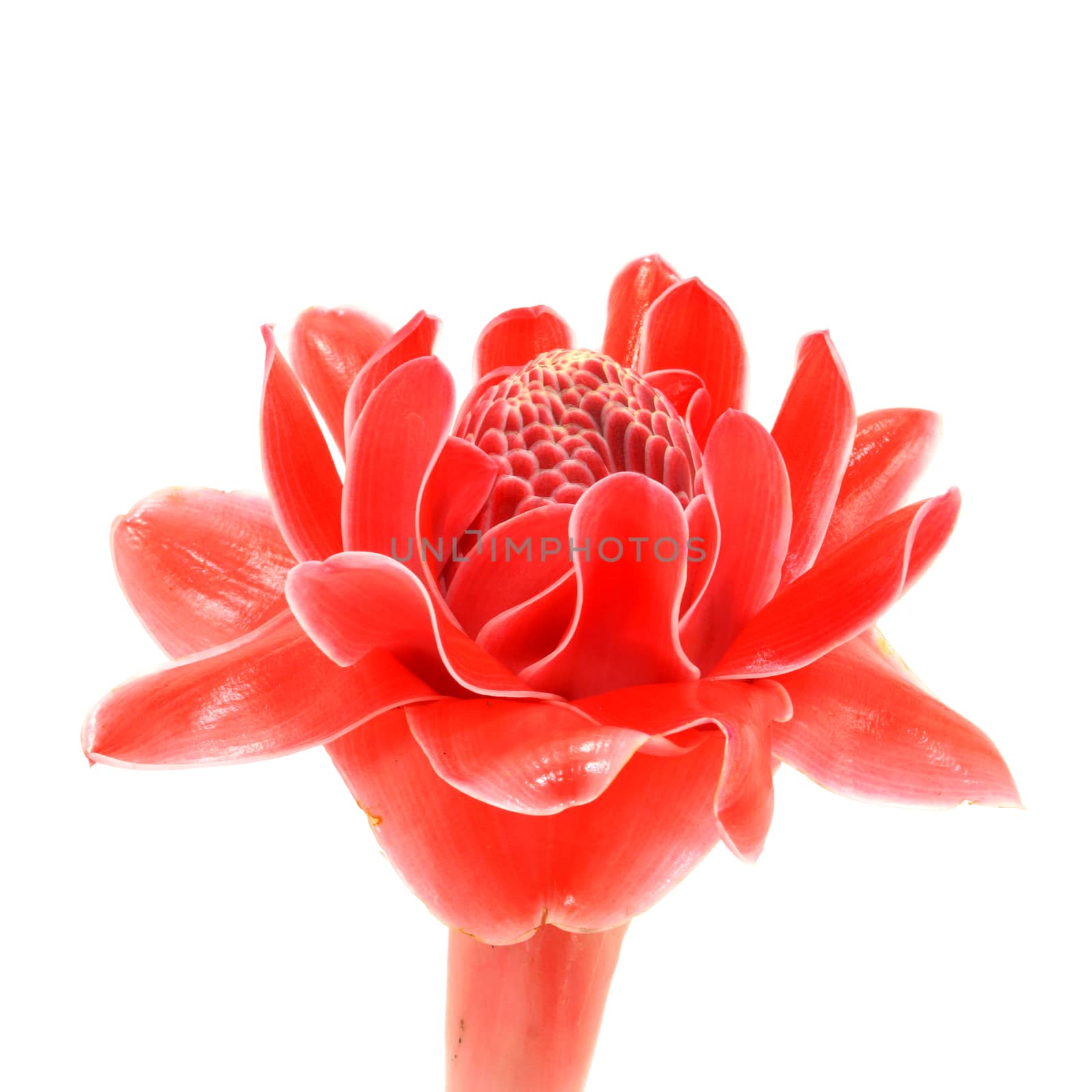 Tropical flower of red torch ginger. by Noppharat_th