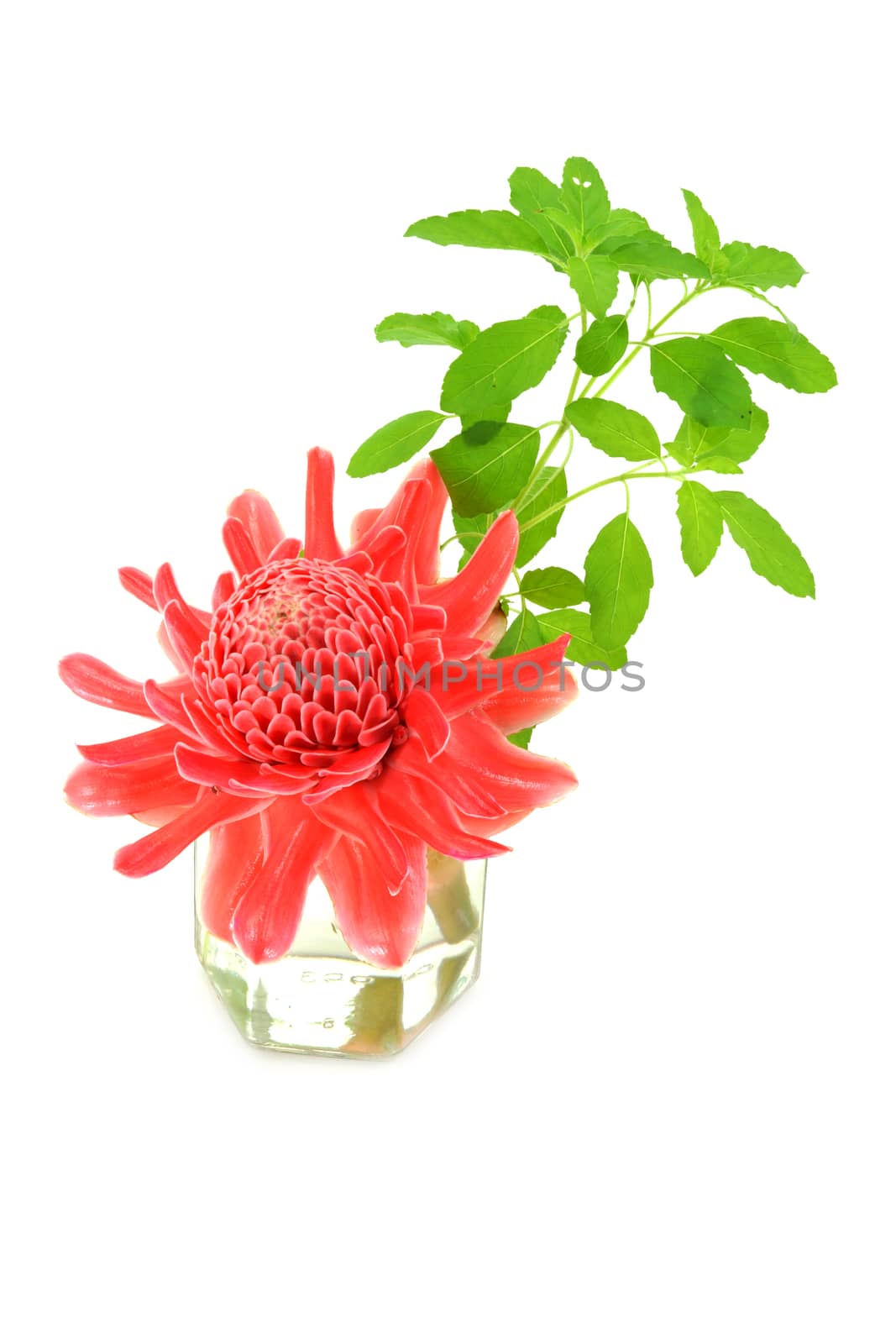 Tropical flower of red torch ginger and Ocimum sanctum. (Etlingera elatior (Jack) R.M. Sm.)