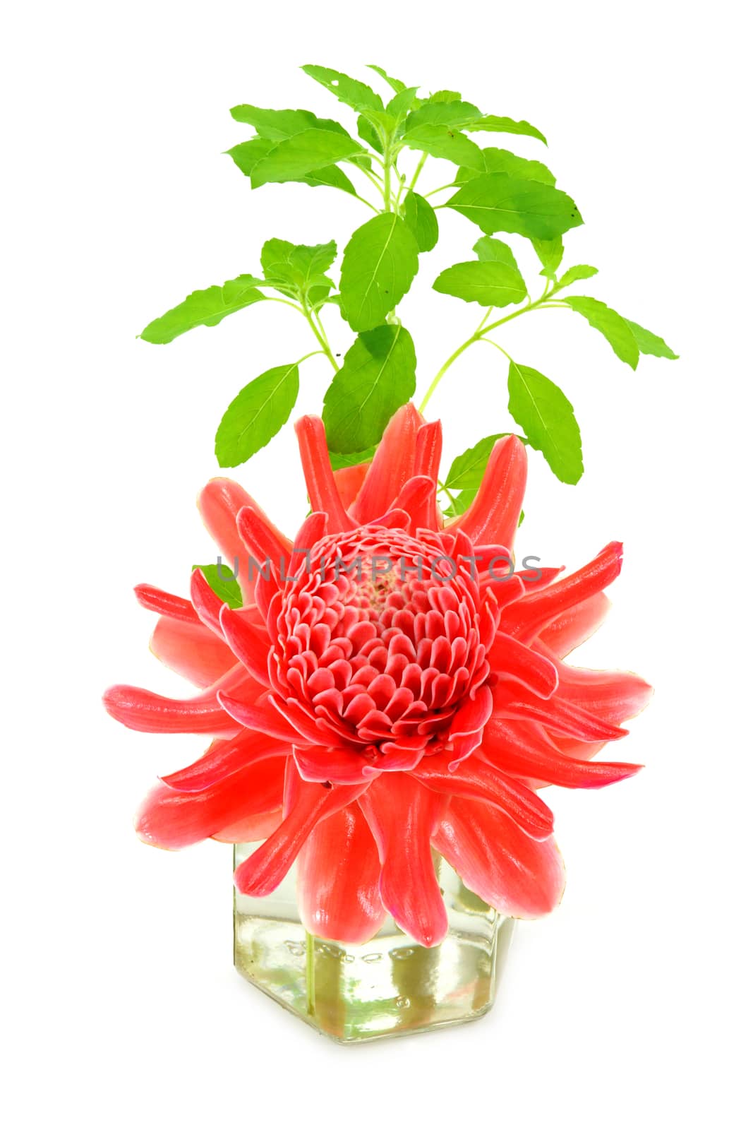Tropical flower of red torch ginger and Ocimum sanctum. (Etlingera elatior (Jack) R.M. Sm.)