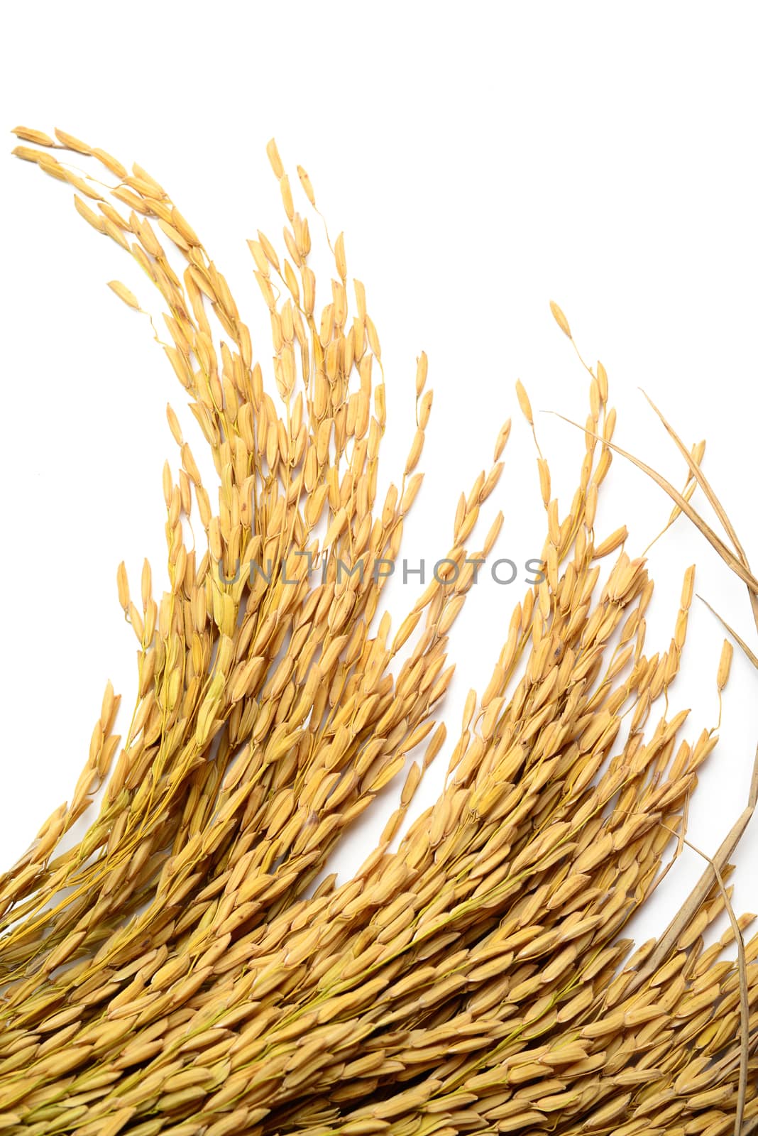 Rice grain isolated on white