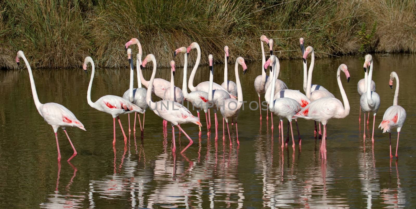 Fock of greater flamingos, phoenicopterus roseus, in a pond in Camargue, France