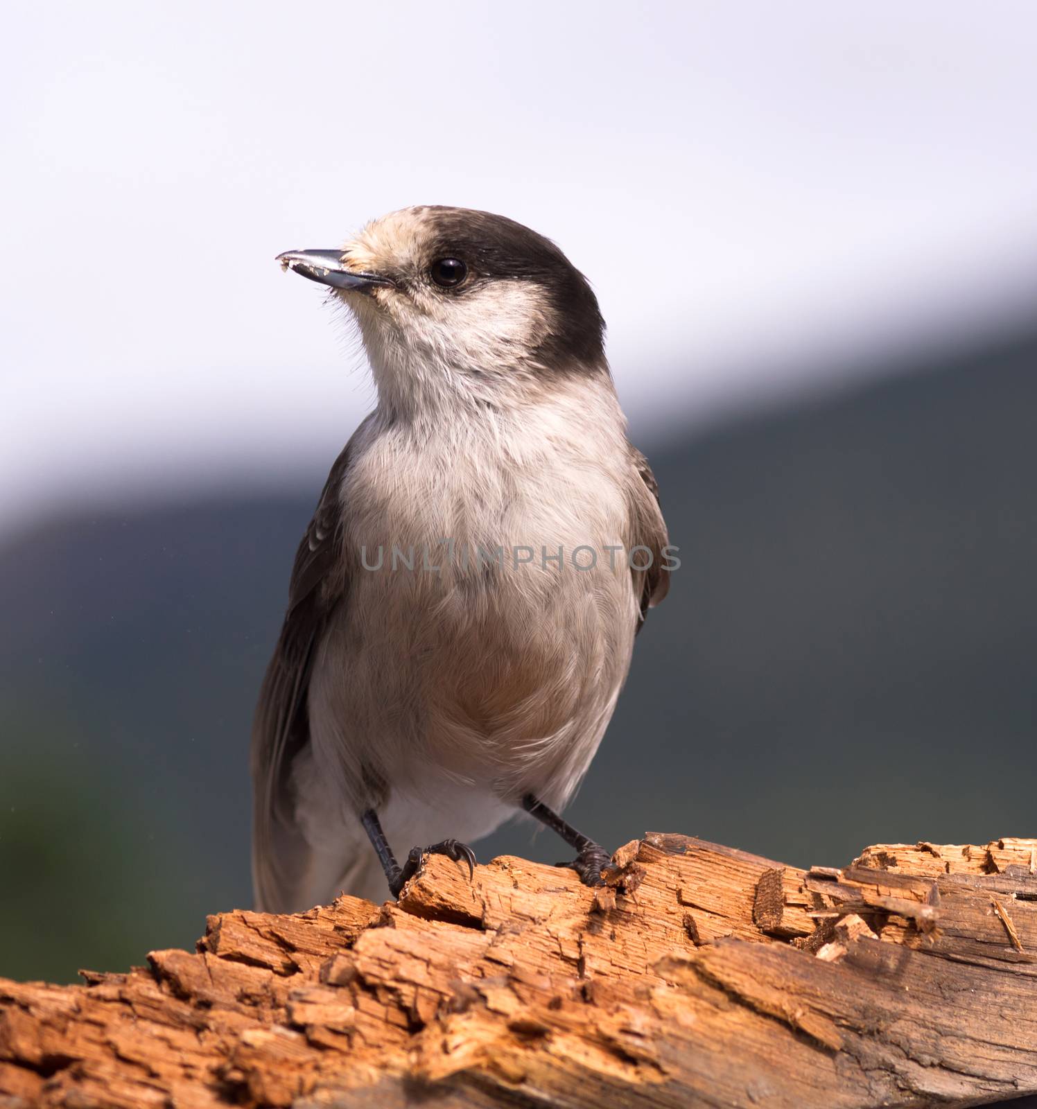 A Grey Jay or Whiskey Jack is perched on a broken log