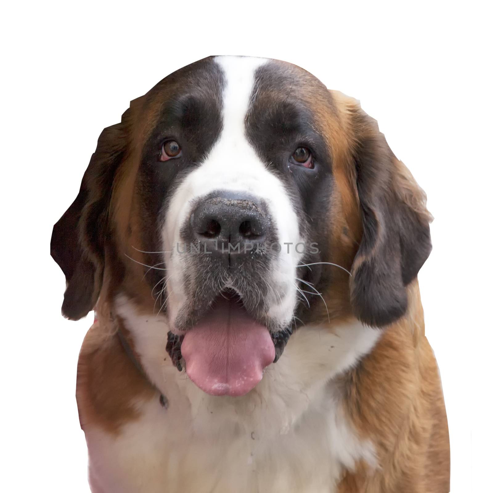 Saint Bernard Dog isolated over white, staring at the camera