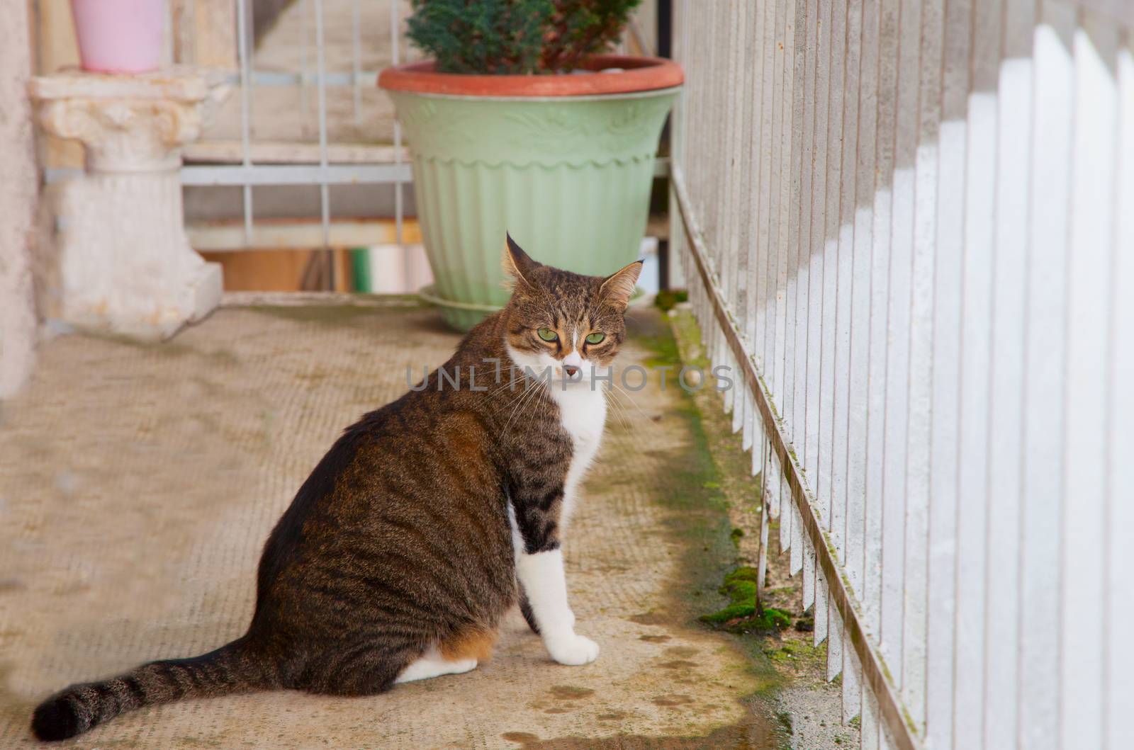 Sitting cat staring at the camera on a balcony