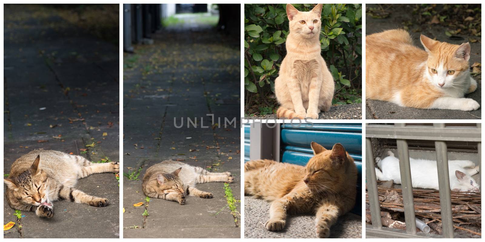 Collection of cat on the street in daytime.