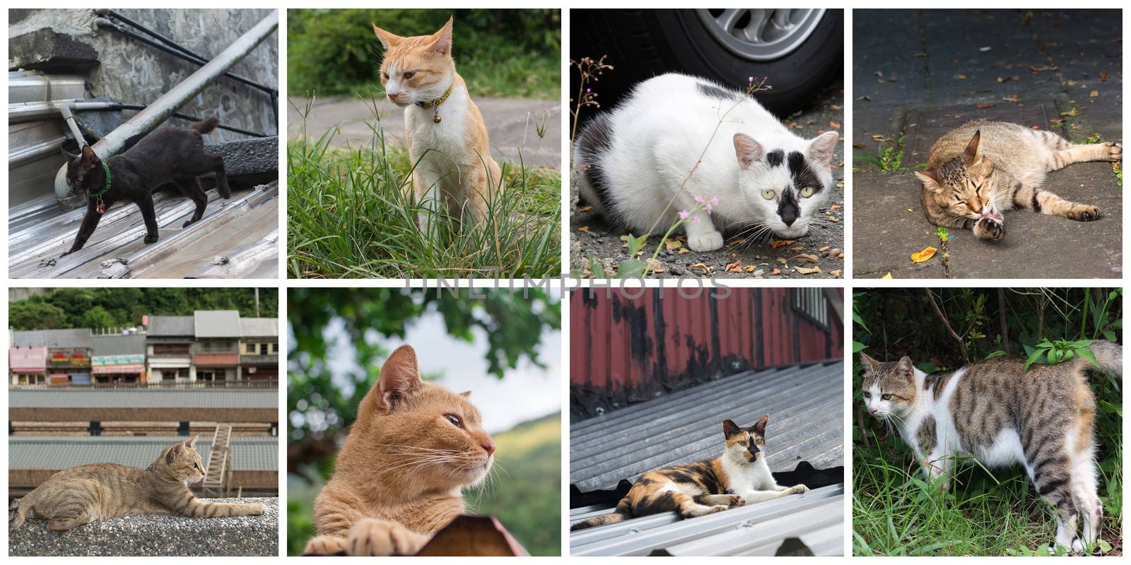 Collection of cat on the street in daytime.