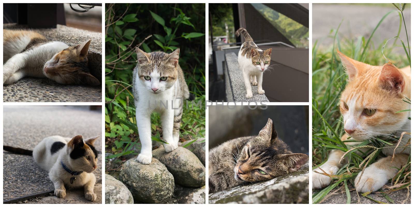 Collection of cat on the street in daytime.