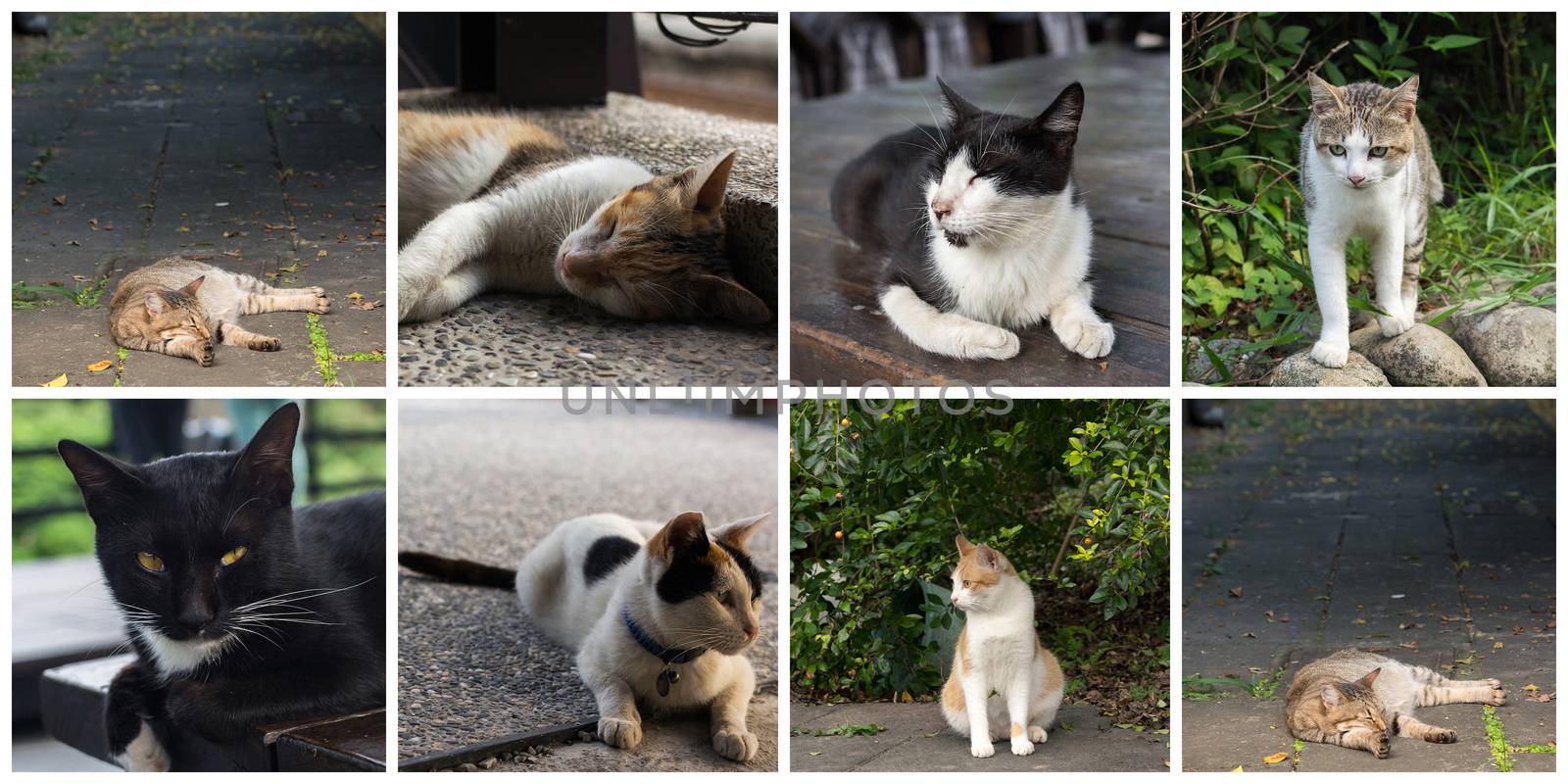 Collection of cat on the street in daytime.