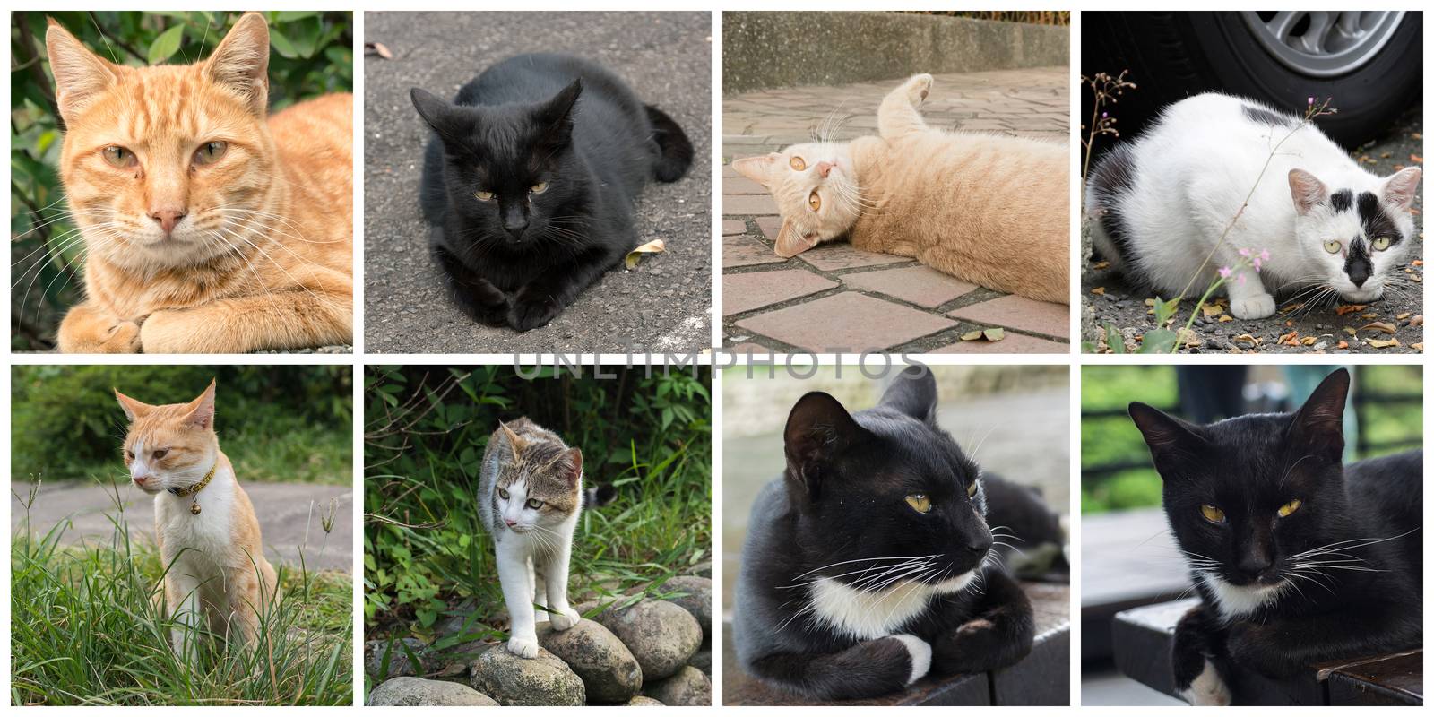 Collection of cat on the street in daytime.