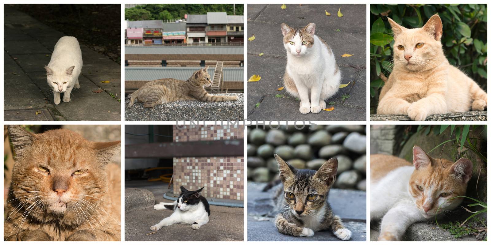 Collection of cat on the street in daytime.