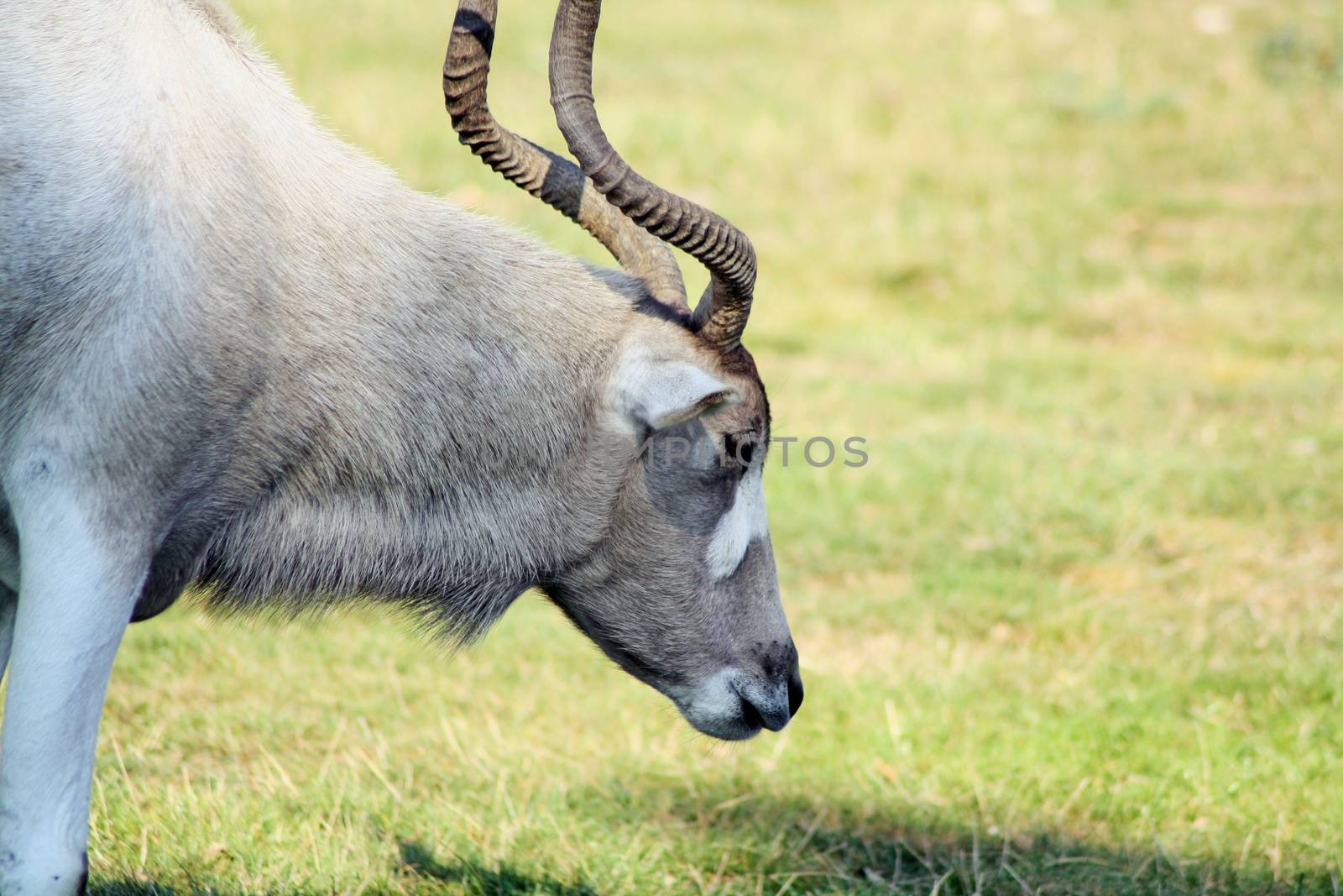 addax by lizapixels