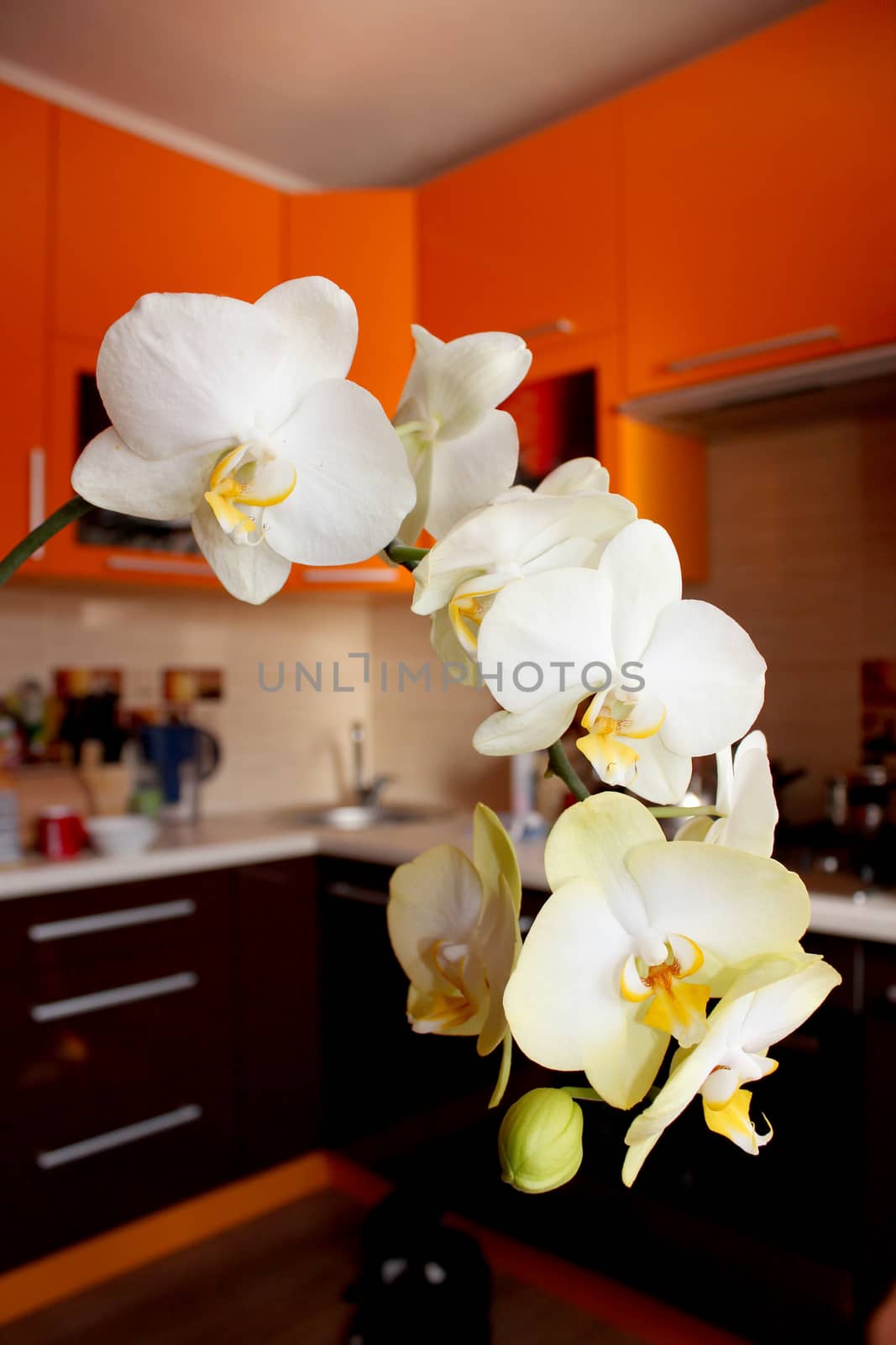 beautiful branch of a blossoming yellow orchid in luxurious kitchen