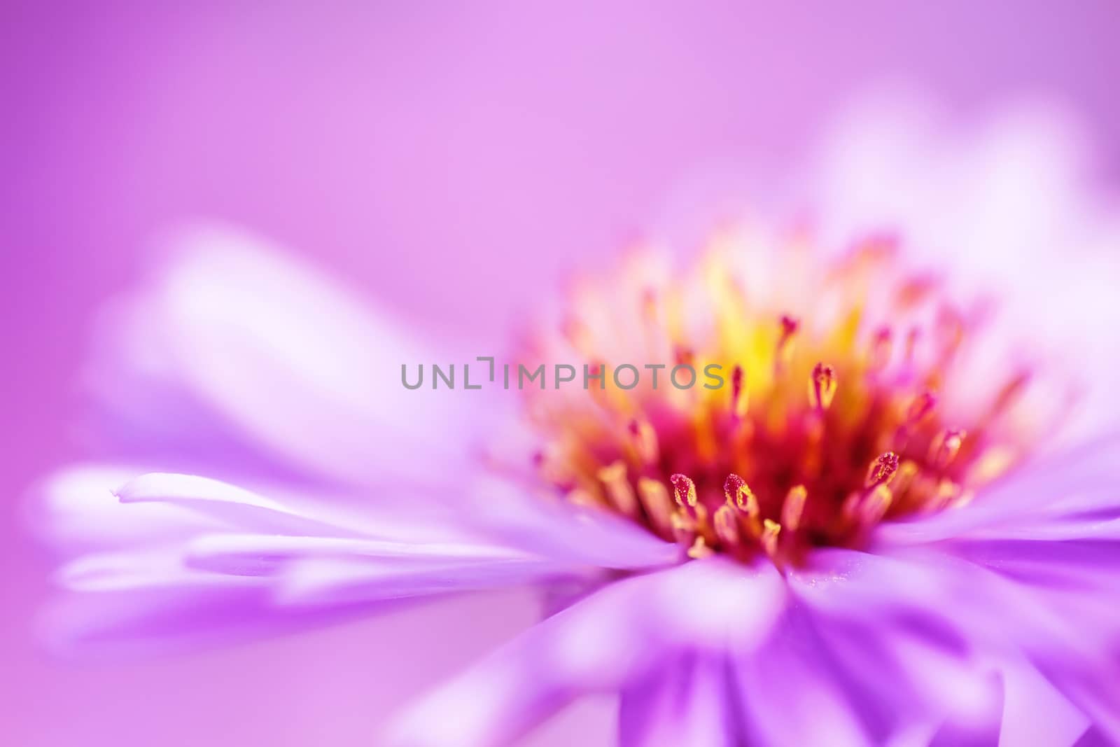 closeup violet aster flower background, shallow DOF