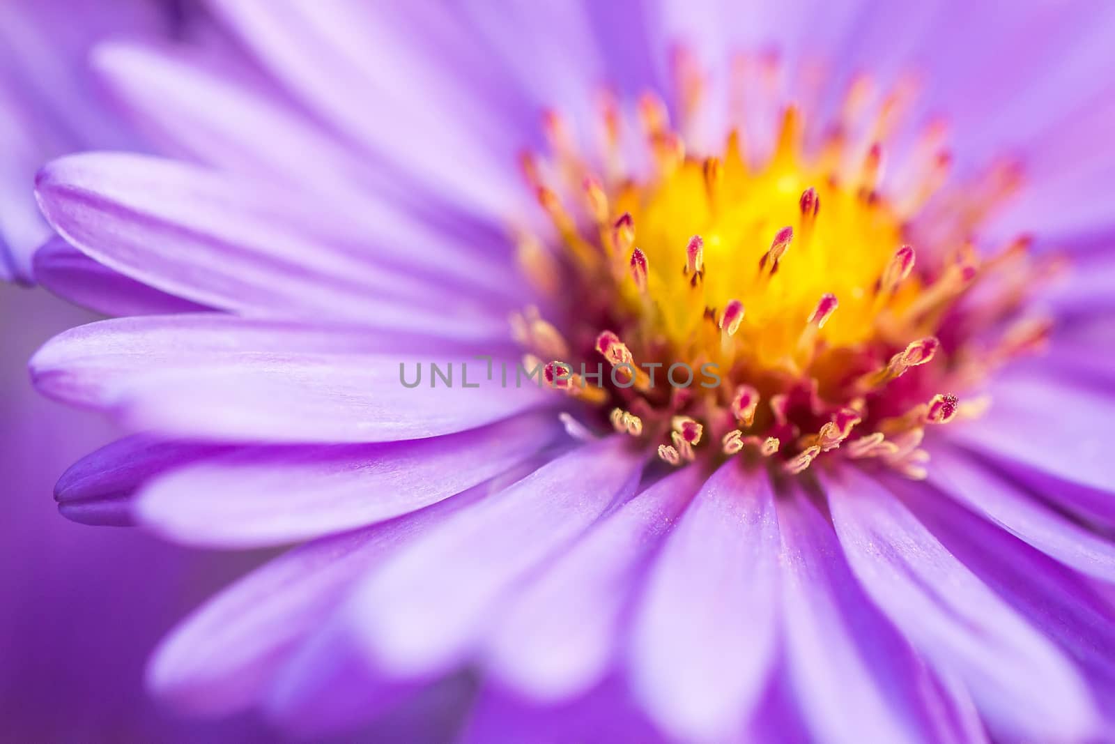 closeup violet aster flower background, shallow DOF