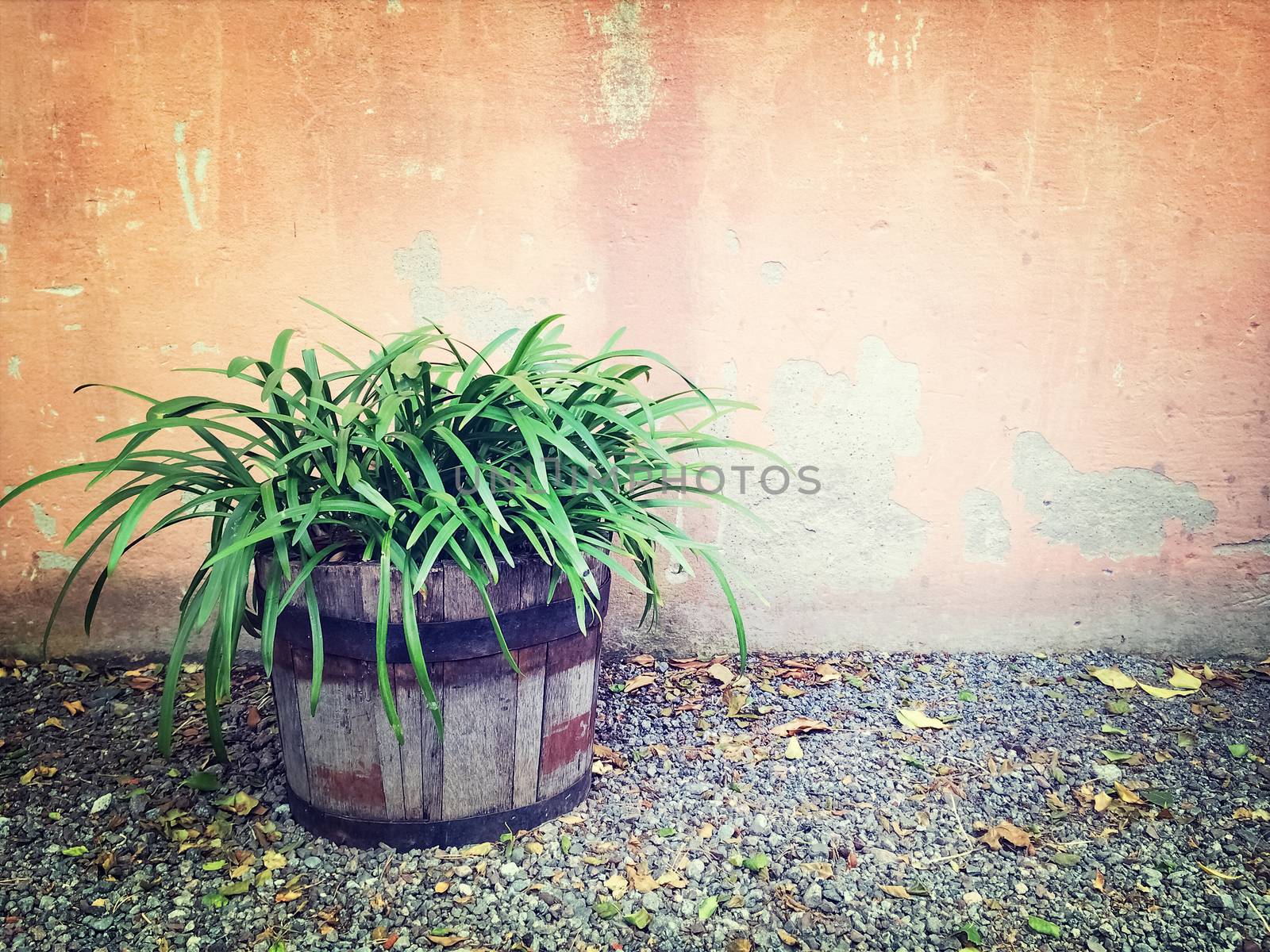 Green plant in wooden pot near an old wall by anikasalsera