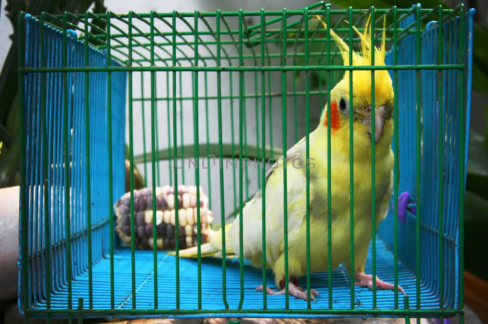 the yellow bird call Cockatiel parrot in the case with corn on the garden.This shot looking for freedom.