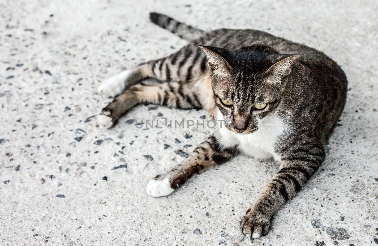 focus lonely feeling face of stray cat outdoors. Sleeping on the cement floor