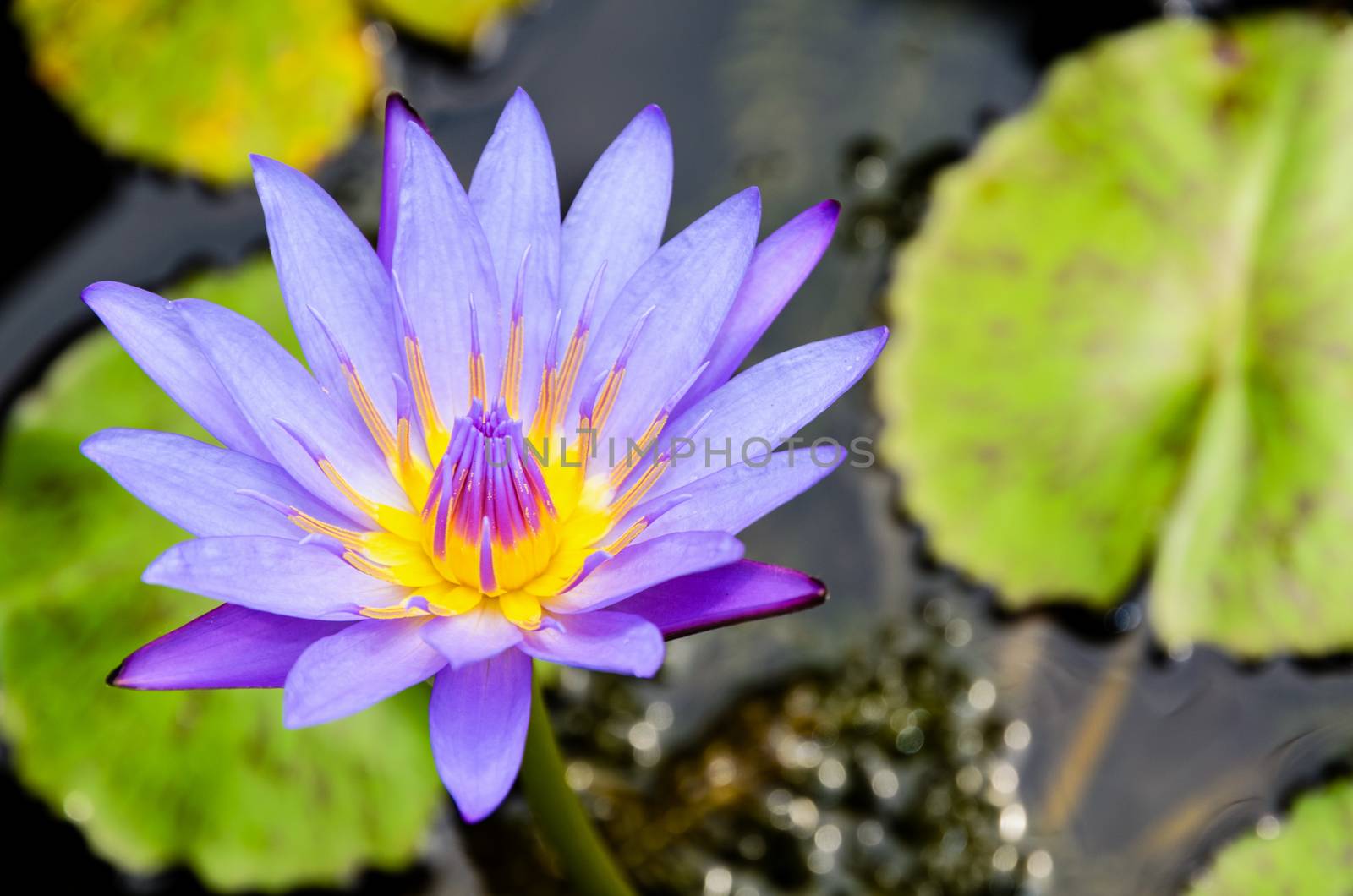 Lotus or Water Lily ( Nymphaea Nouchali ) Beautiful purple flower in Thailand