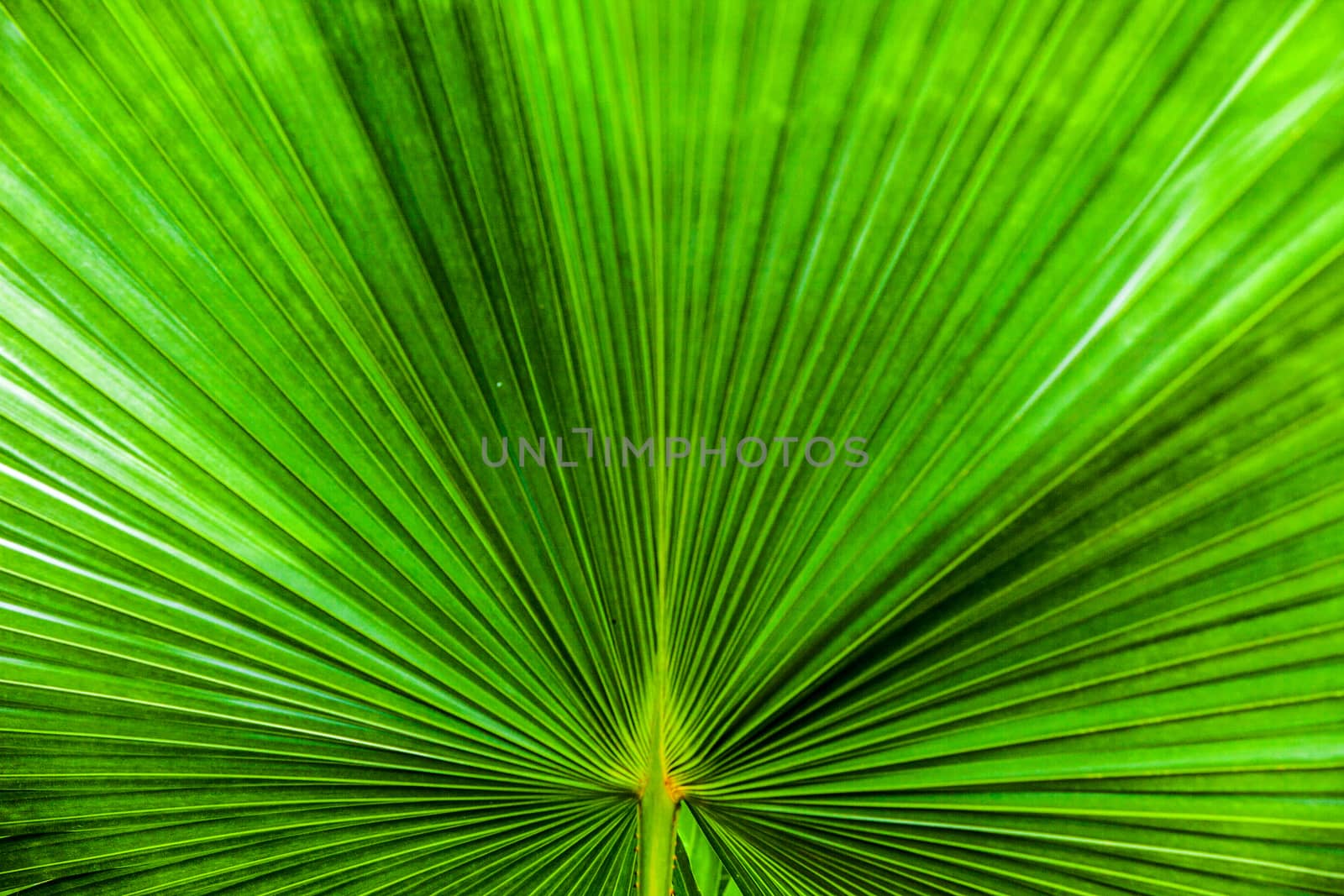 close up Texture of Green palm Leaf by yanukit