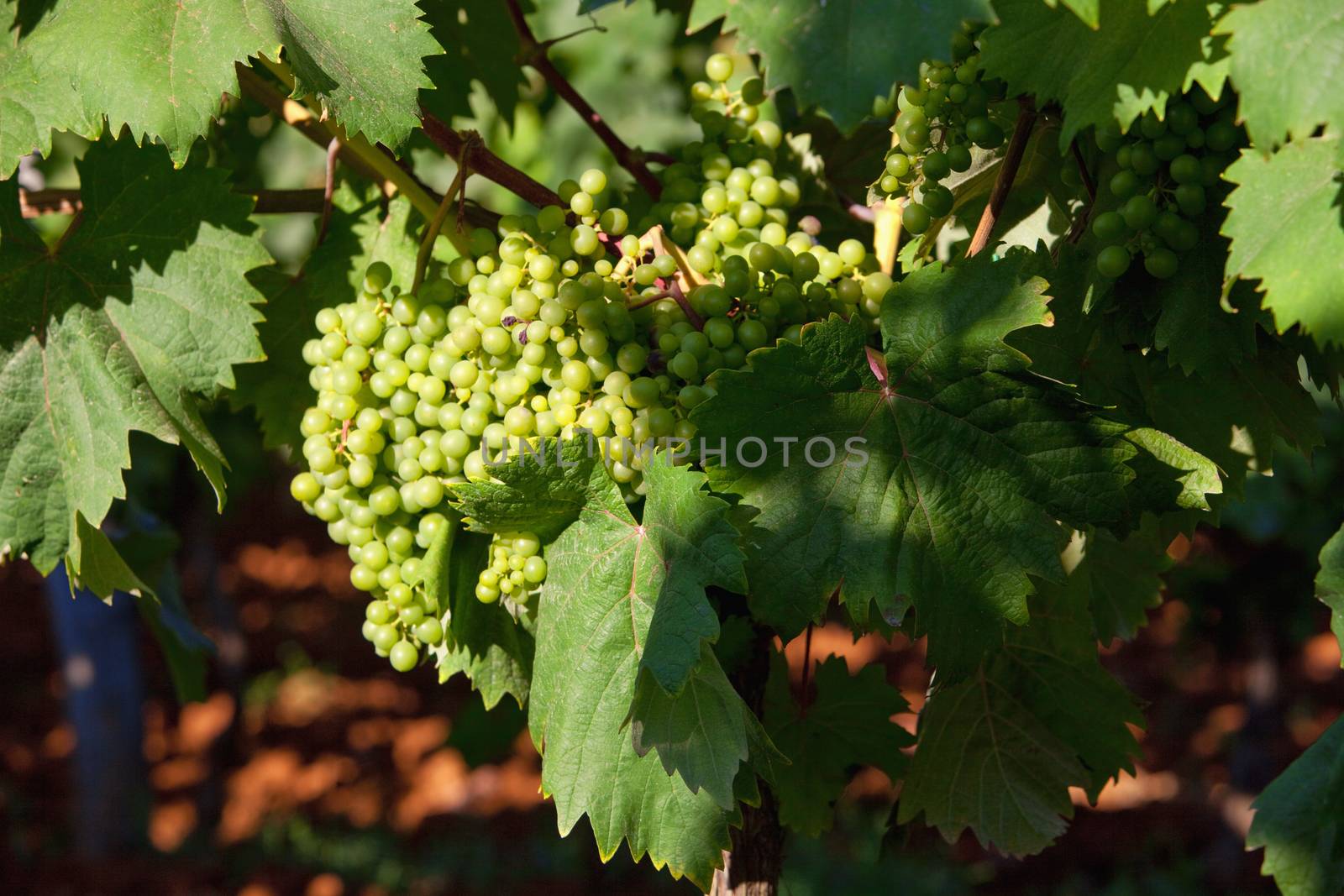 croatia, istria - closeup of wine grapes at vineyard in summer