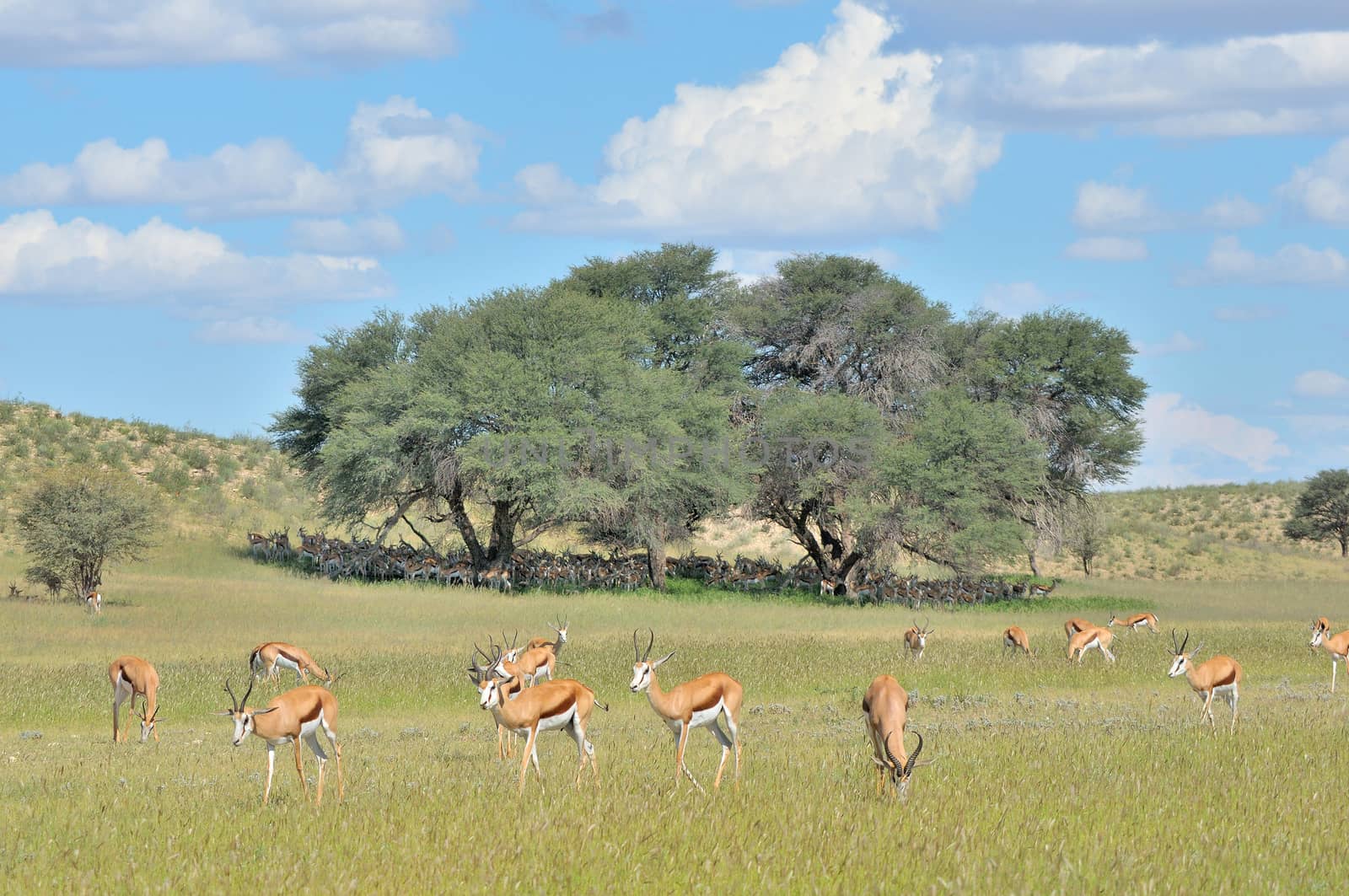 Springbok herd hiding from the harrsh midday sun under Camel-thorn tree in the Kgalagadi Transfrontier Park

