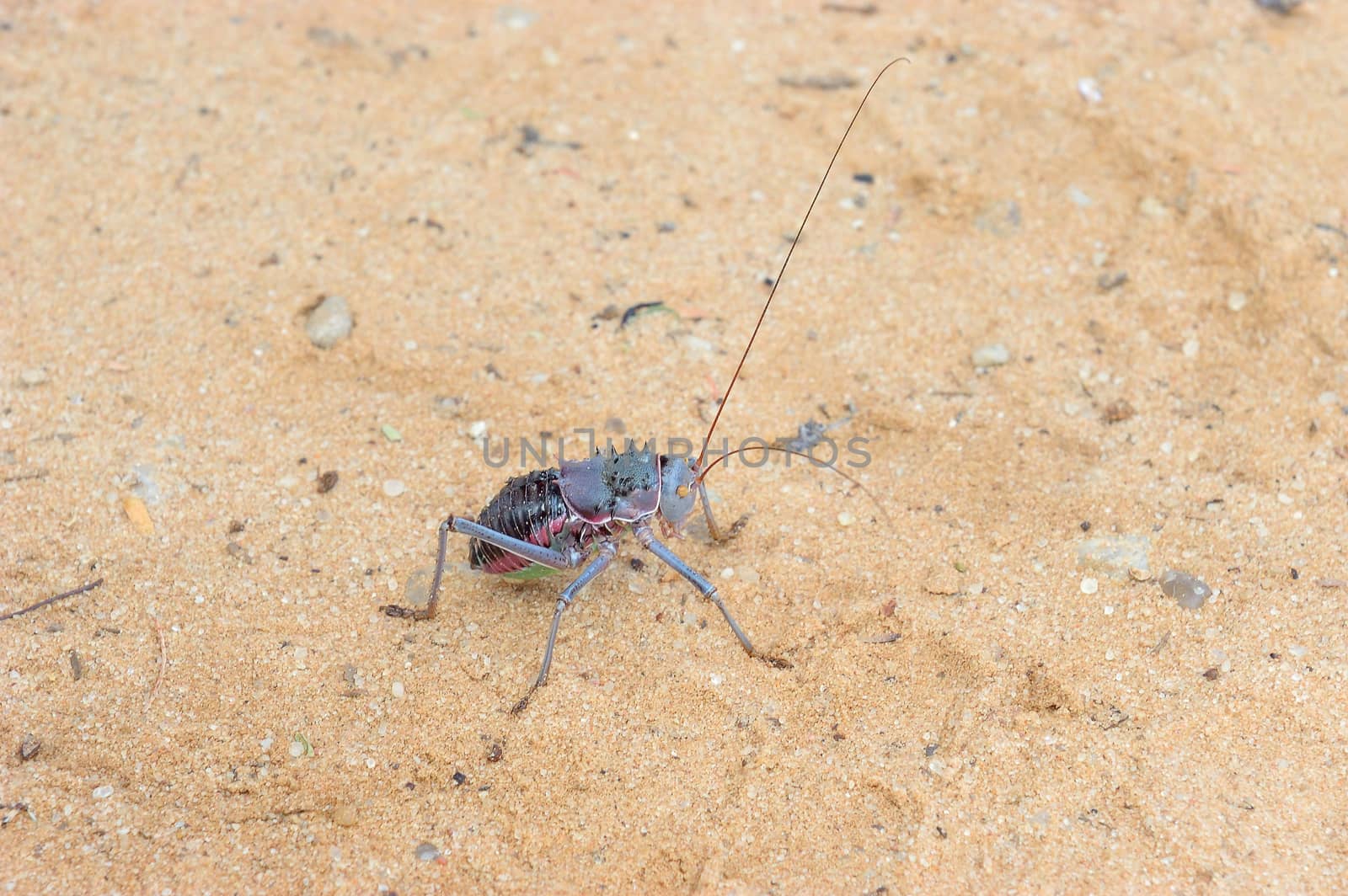 Armoured ground cricket in the Kgalagadi Transfrontier Park
