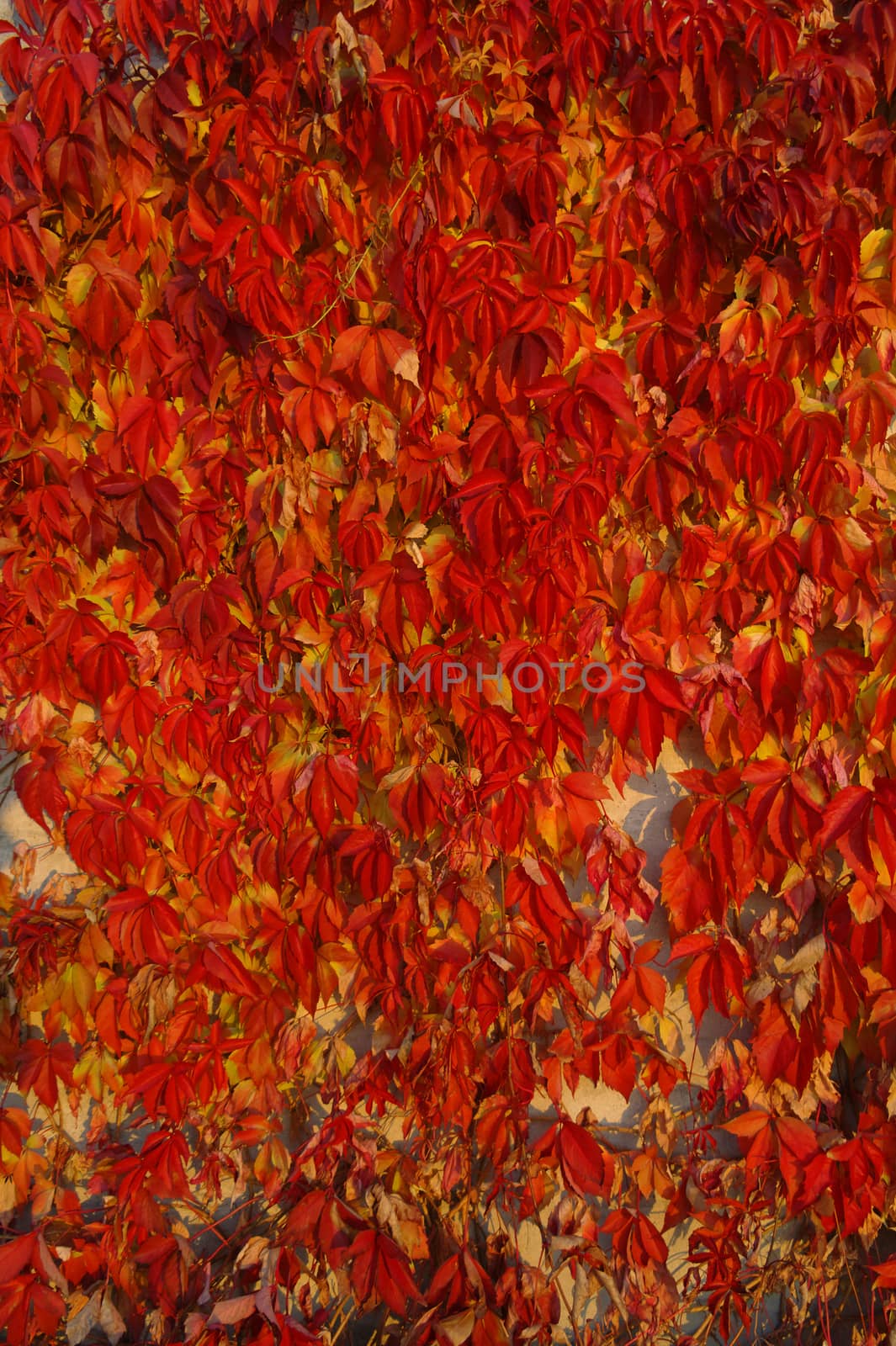 red leafs pattern