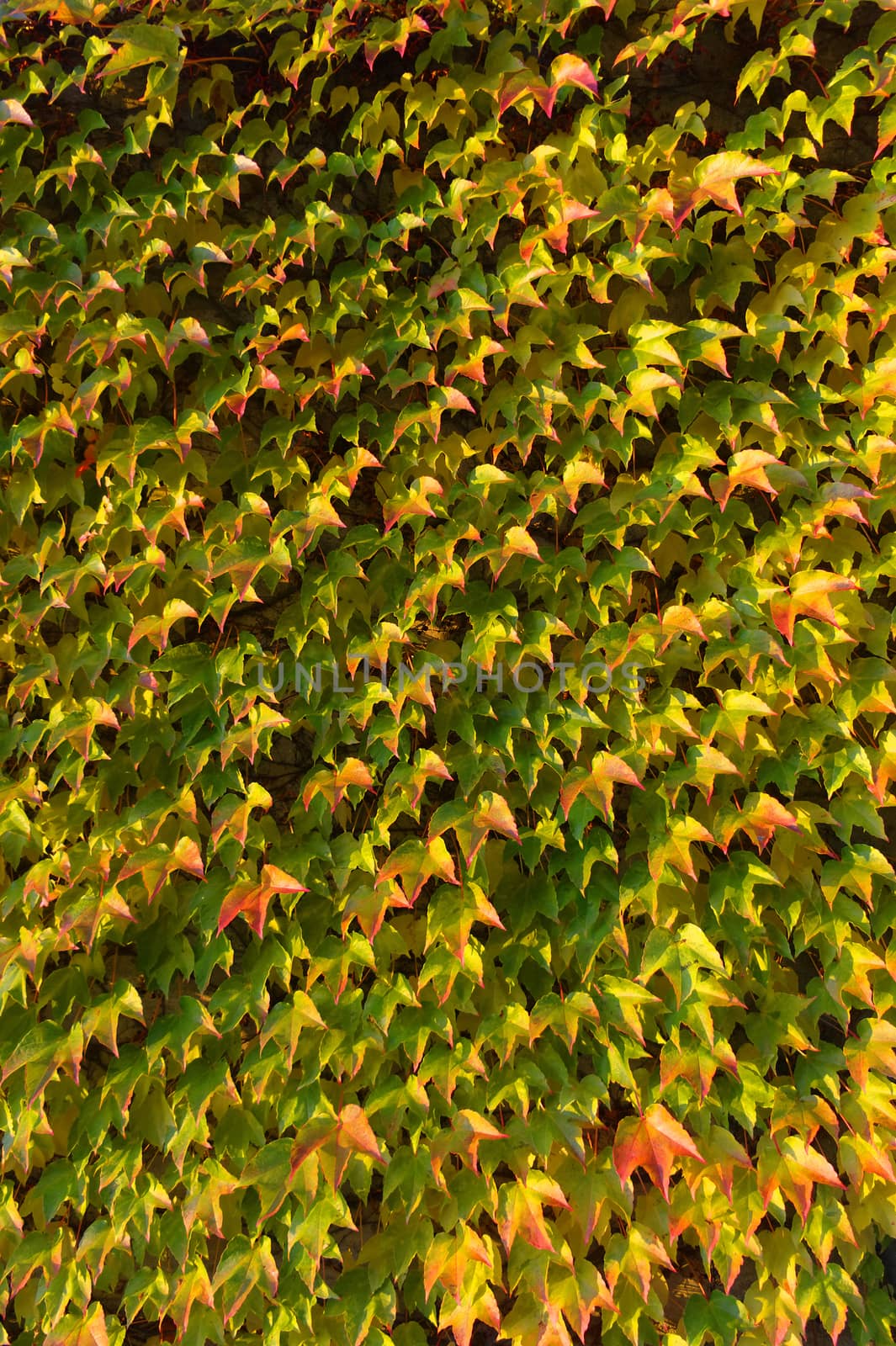 colorful leafs pattern