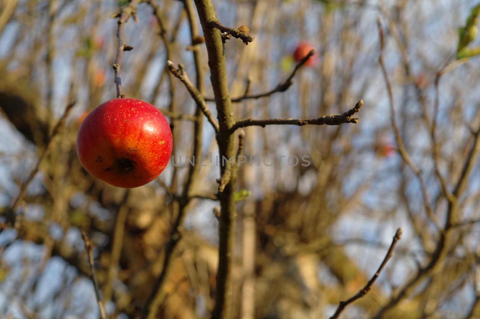 last apple on a tree