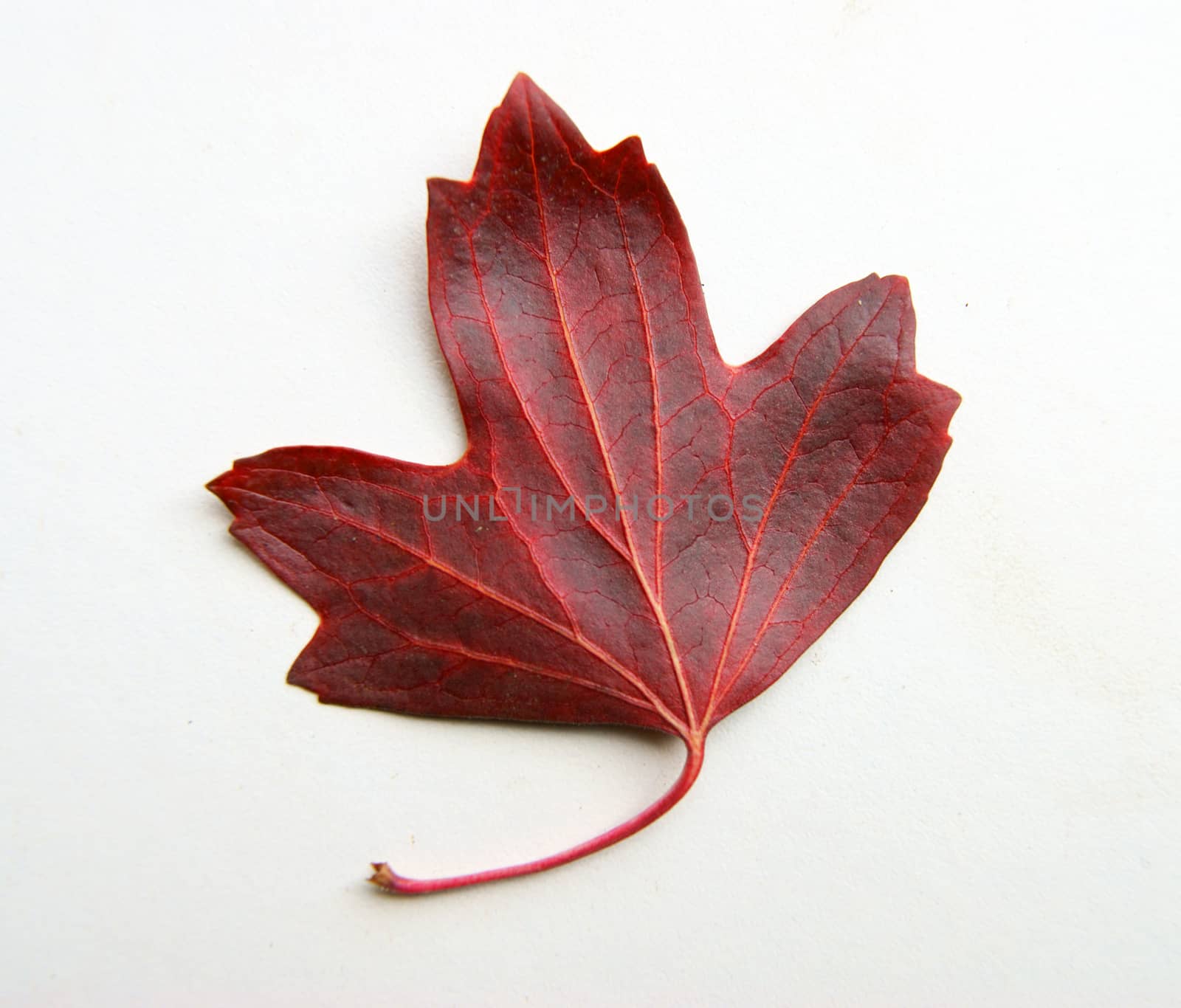 Sheet autumn tree on white background is insulated