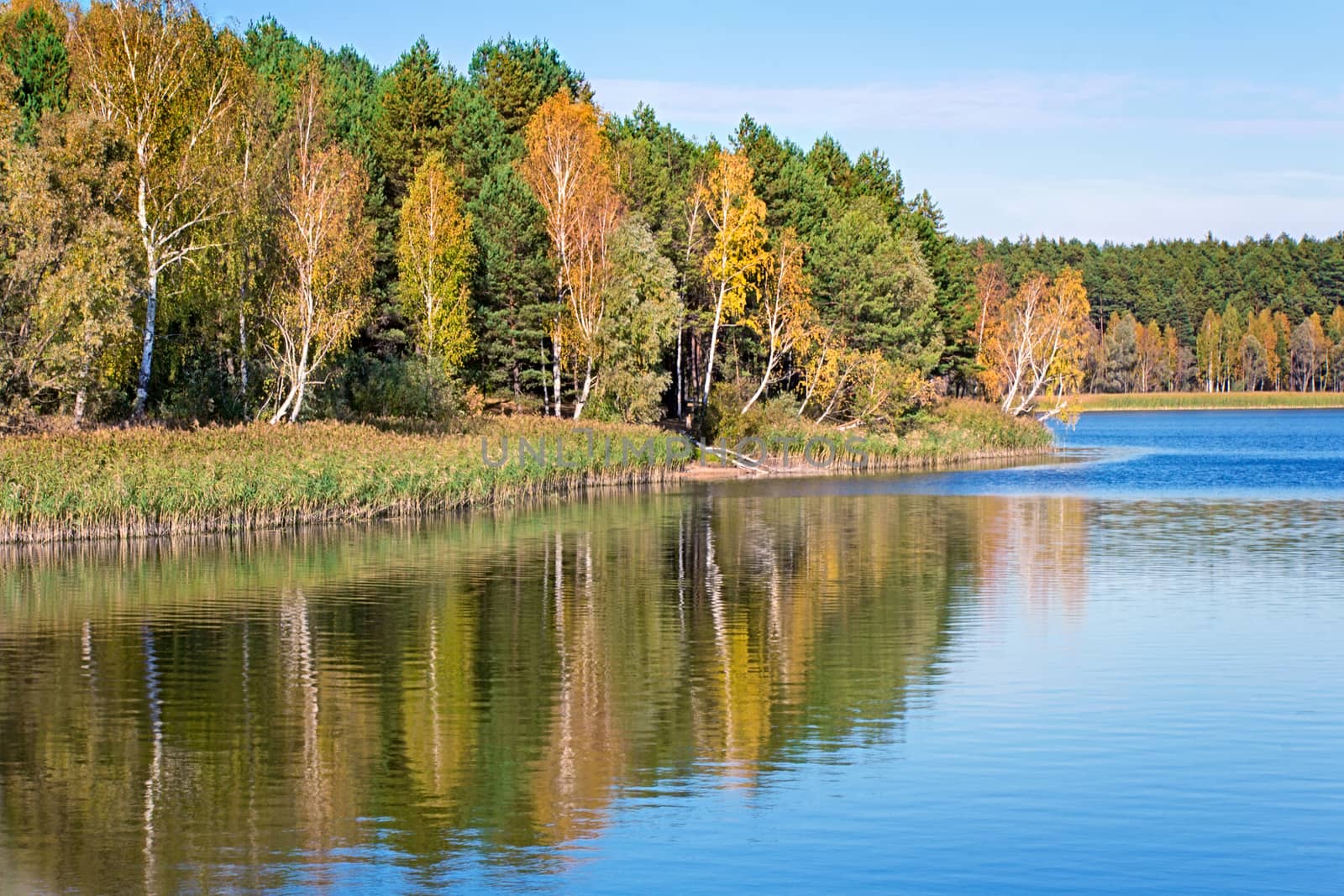 On the shore of a large lake with trees with yellow leaves. The crowns of trees reflected in the water.