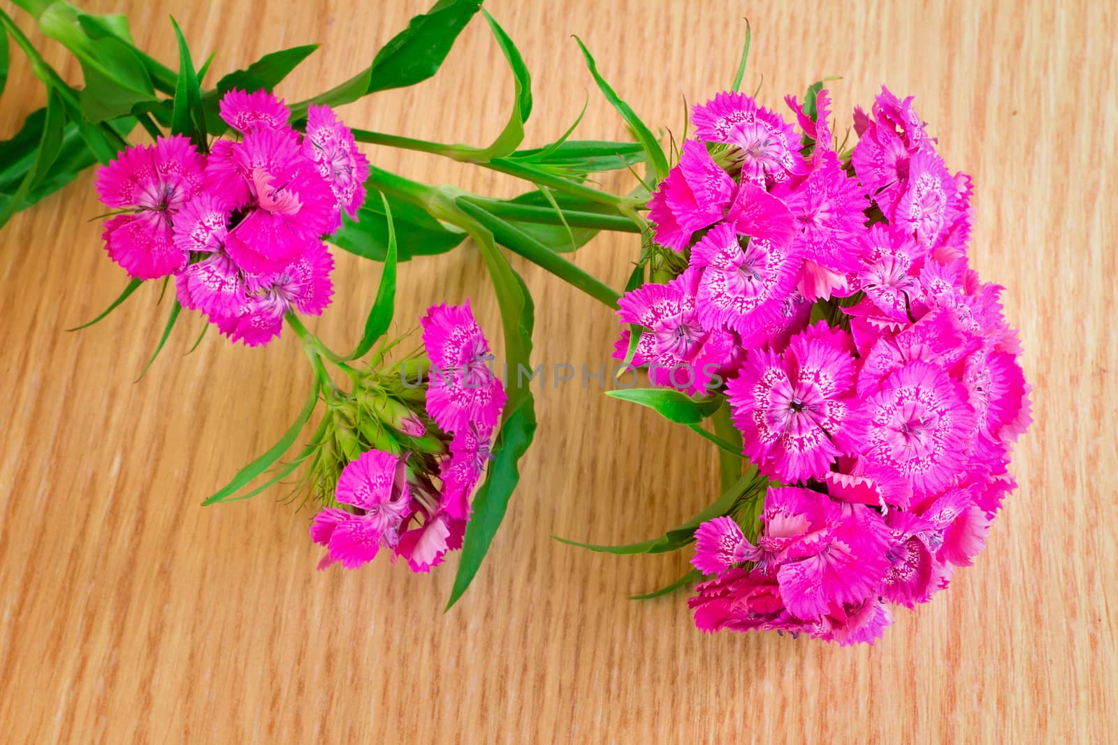 Beautiful bright pink flowers of a carnation. Are presented by a close up on a table against a silk cloth.