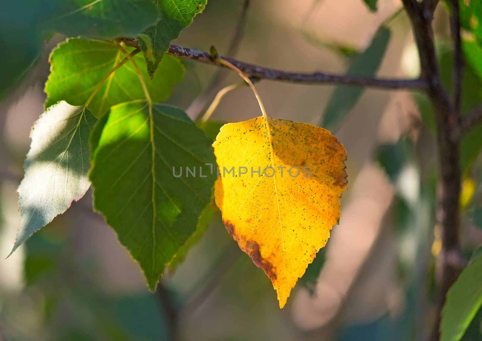 Illuminated by the sun first yellow leaf on birch among the green leaves.