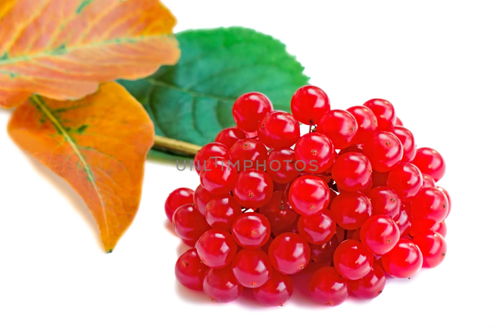 Three clusters of berries of a guelder-rose of bright red color both yellow and green leaves. Are presented on a white background.