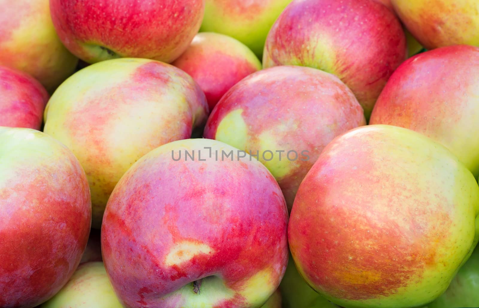 Beautiful and delicious large apples. Presents closeup. 