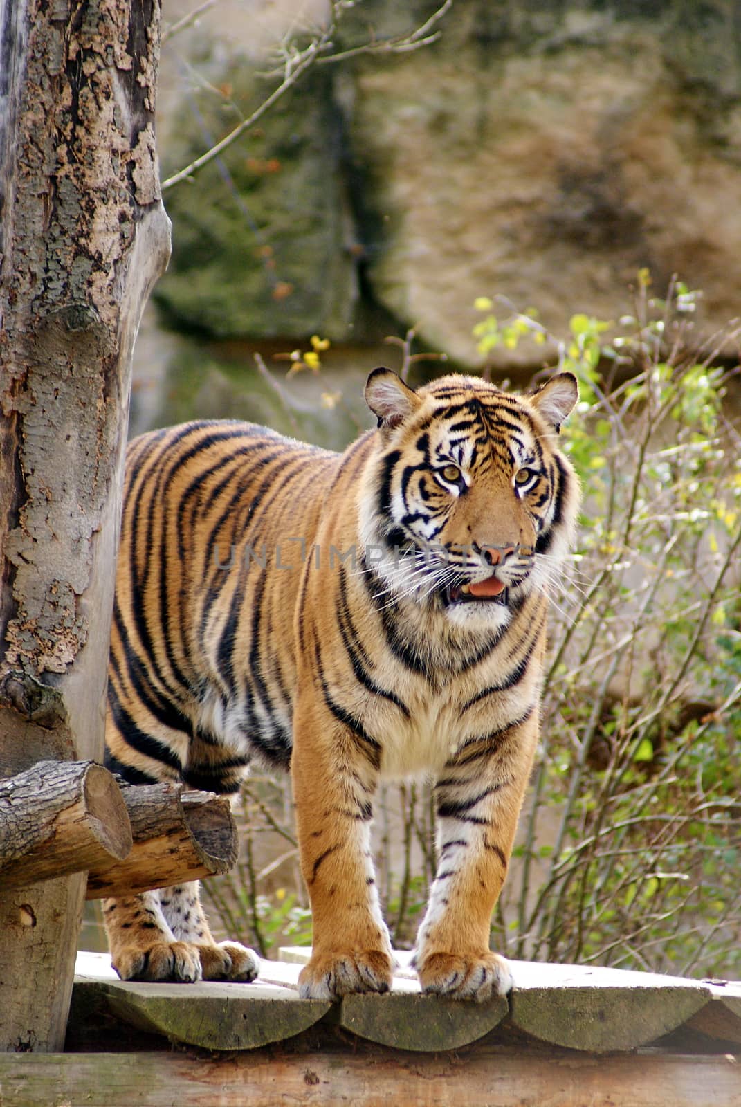 Photo shows a acloseup of wild tiger in the wood.