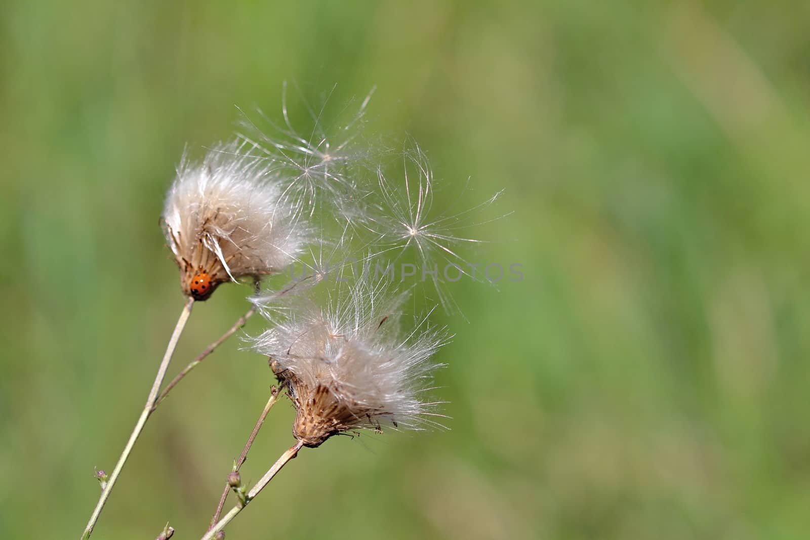 Photo shows details of a green thistle in the garden.