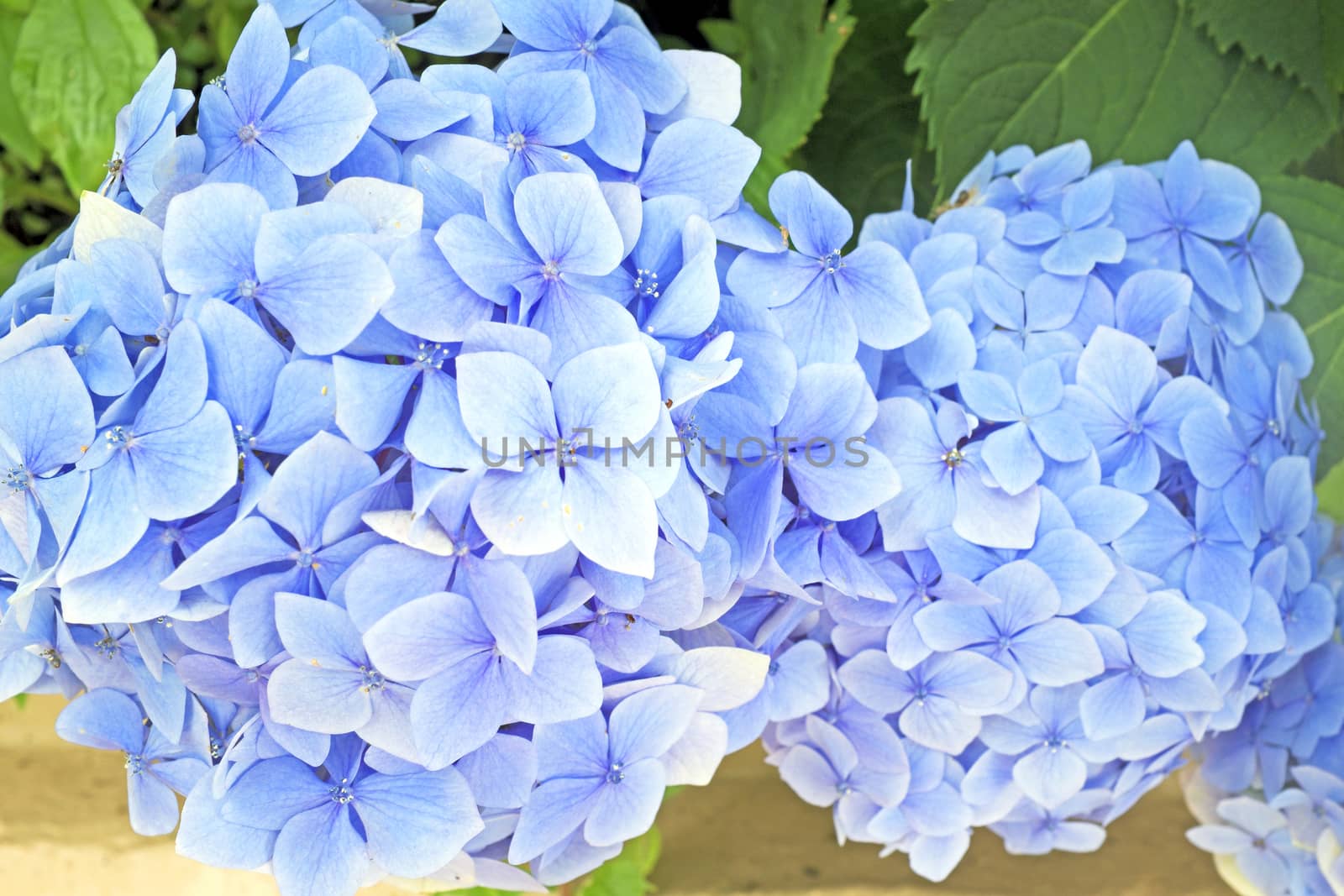 Blue hyacinth flowers