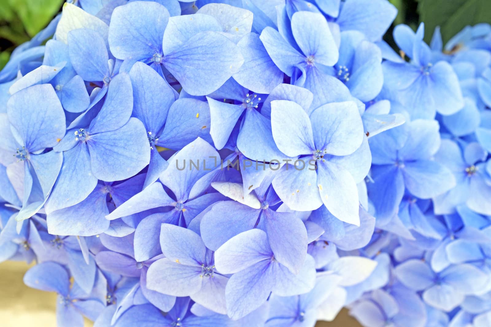 Blue hyacinth flowers by devy