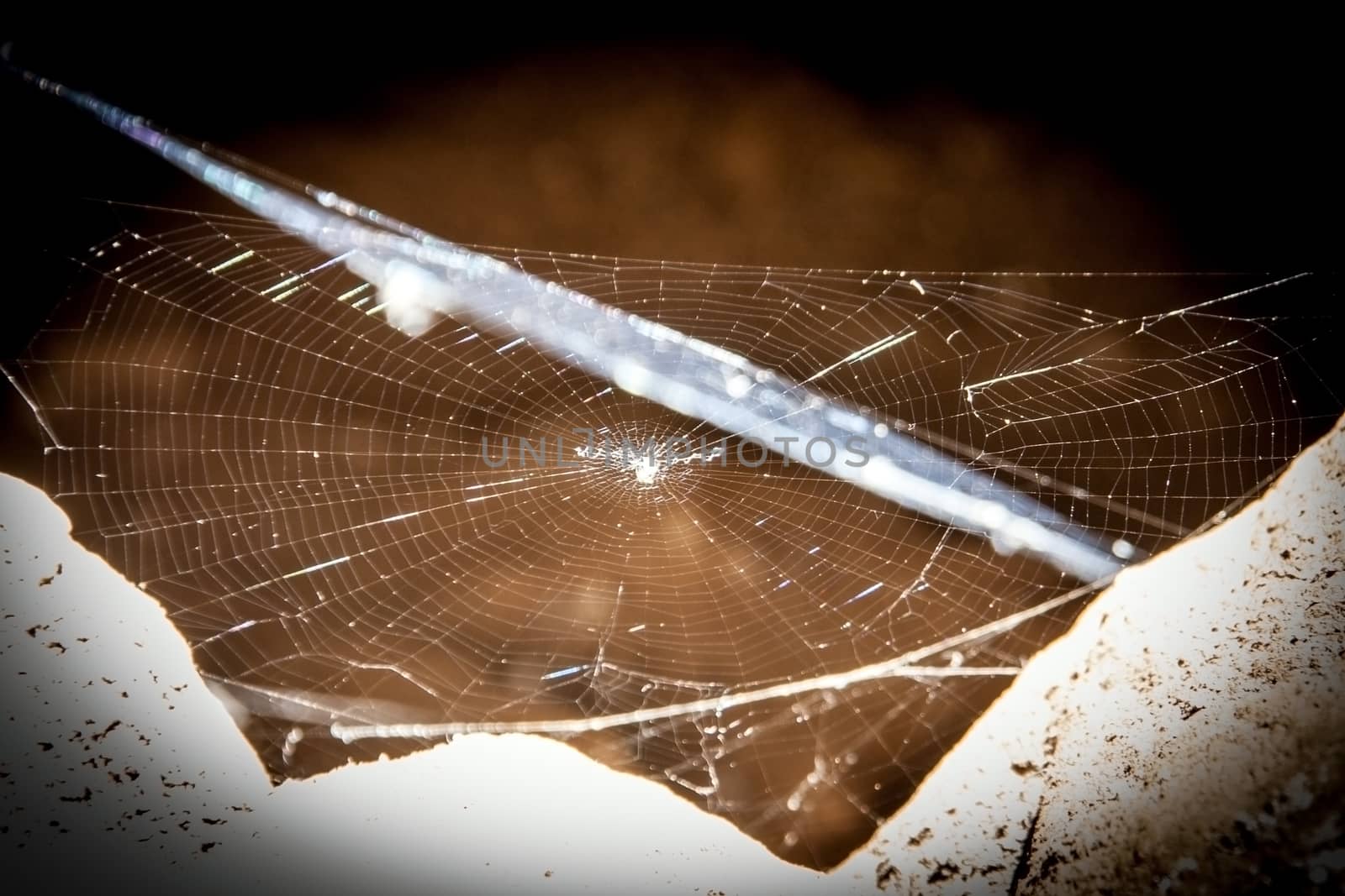 close up center of spider net in cave